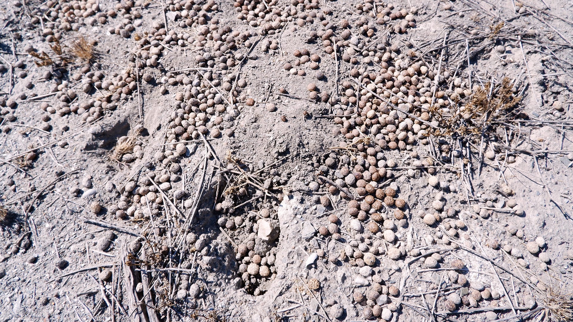 the rabbit feces in the wild nature