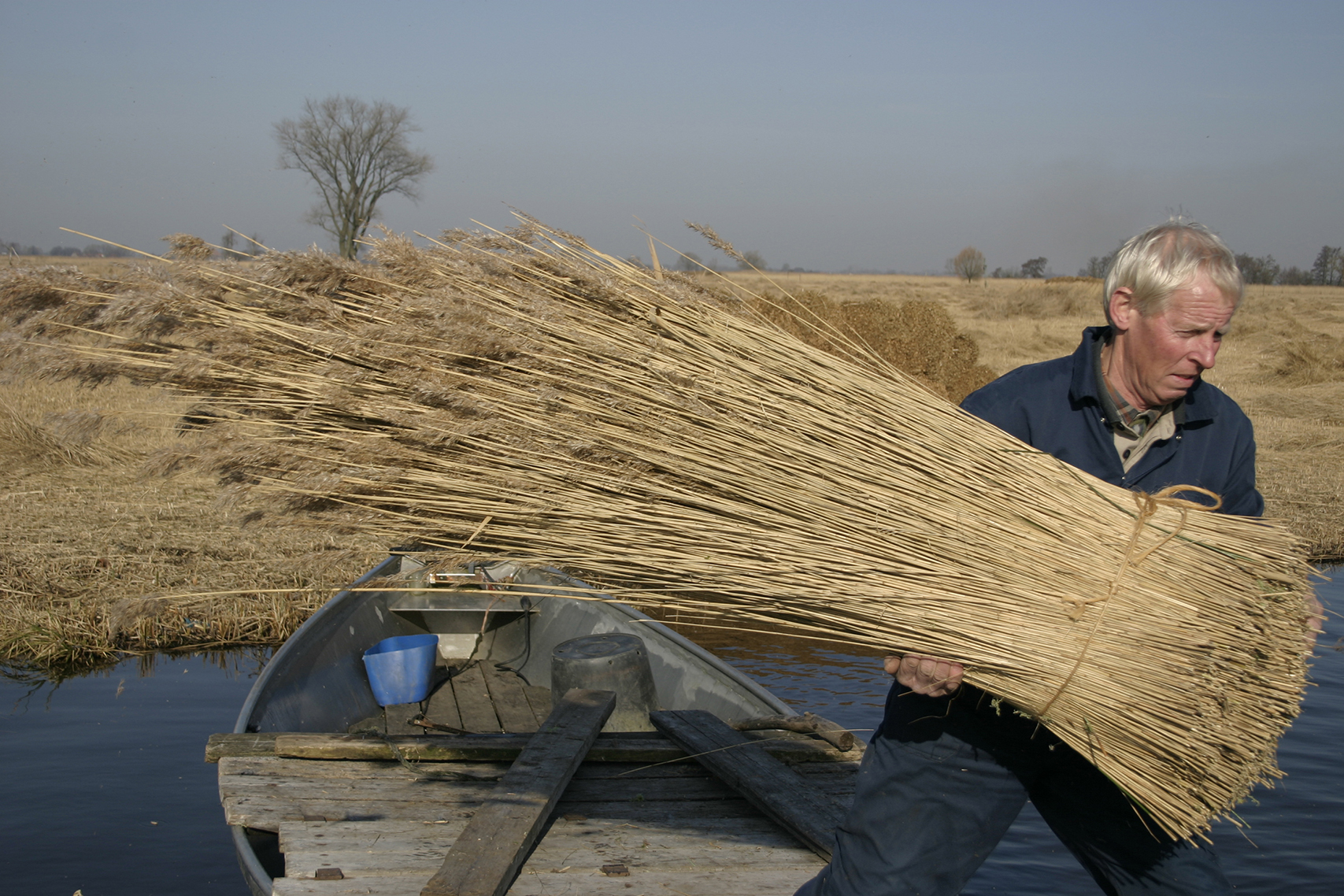 Riet wordt handmatig geoogst in februari