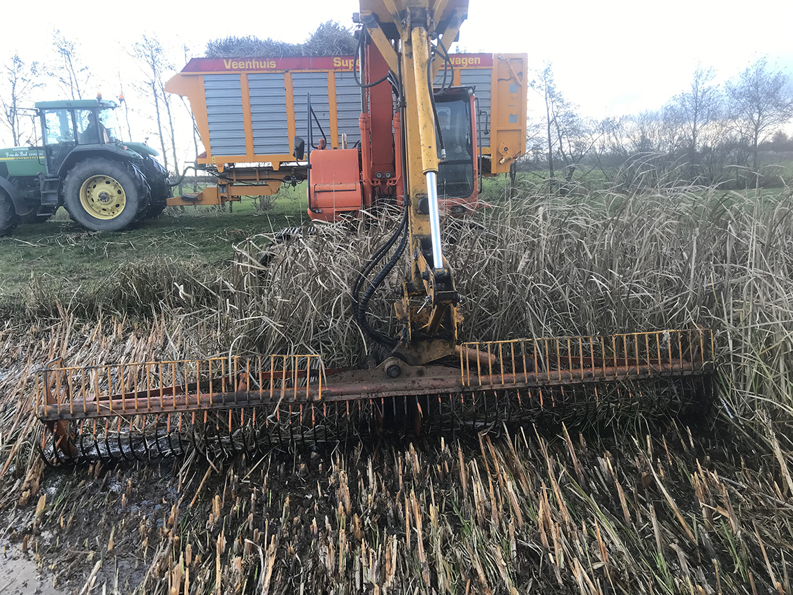 Lisdodde oogst in Friesland