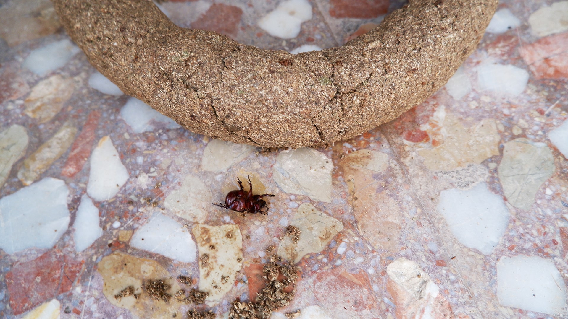 a bug trying to reshape the object