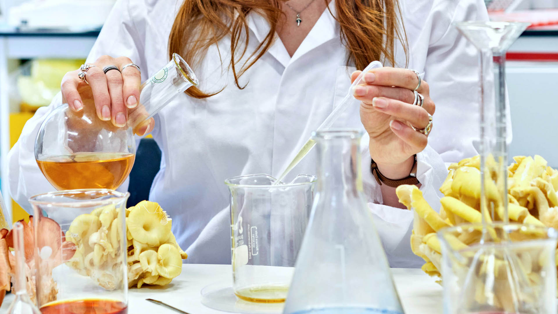 Alchemical Mycology (in the lab)
