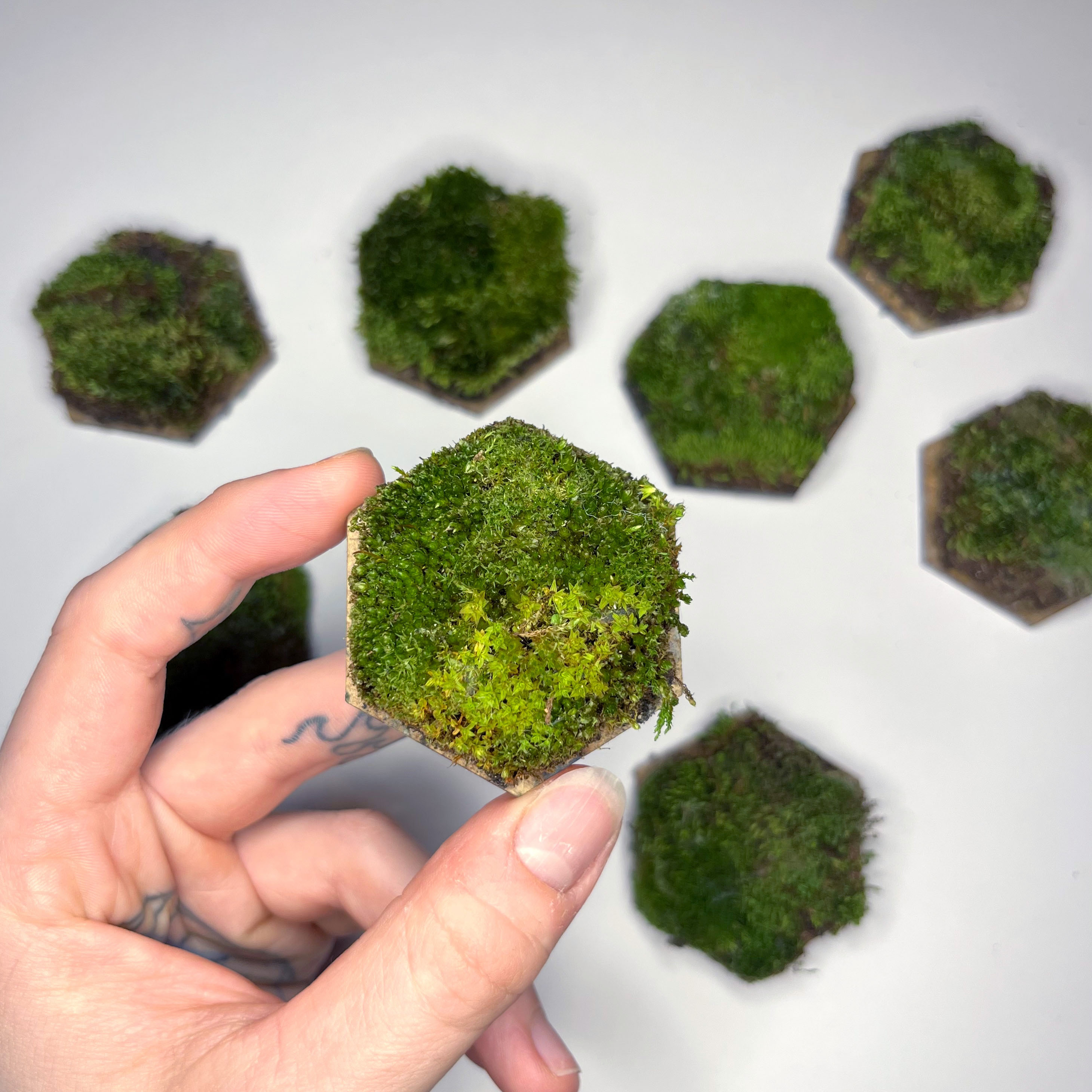 Sample tile covered with local moss