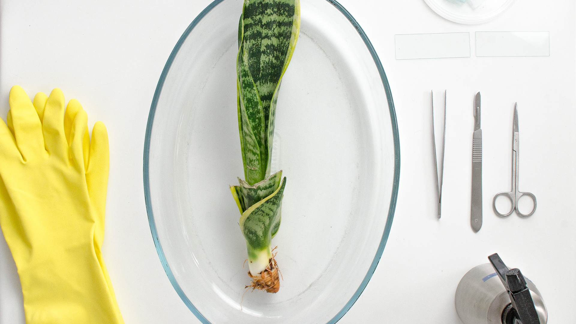 Plant Dissection