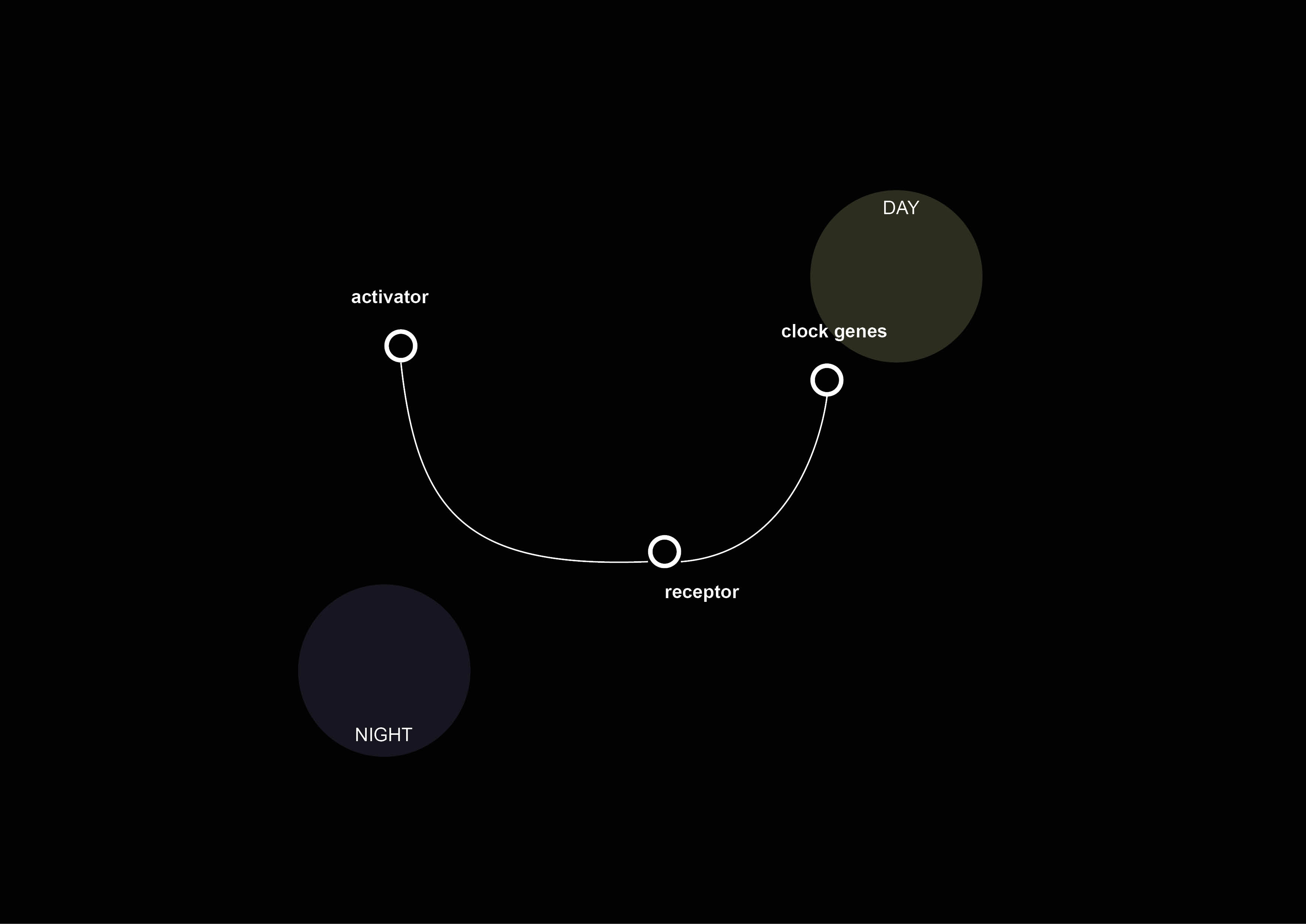Biological clock