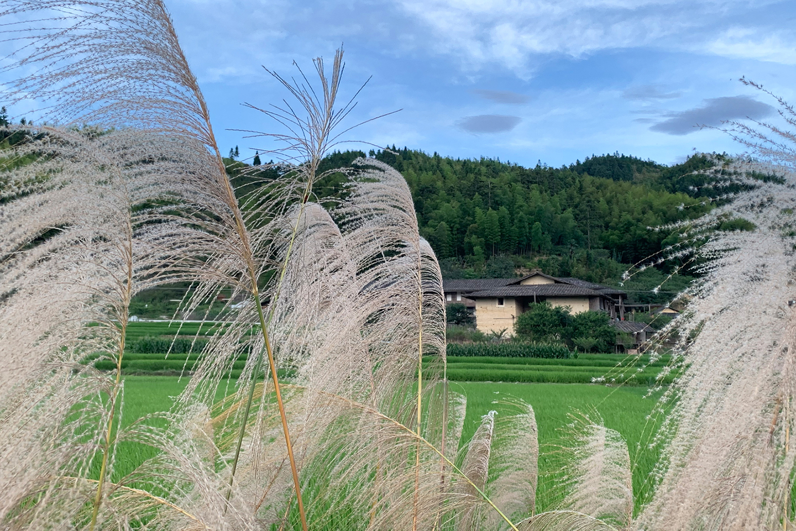 Silver grass widely grow in the fields