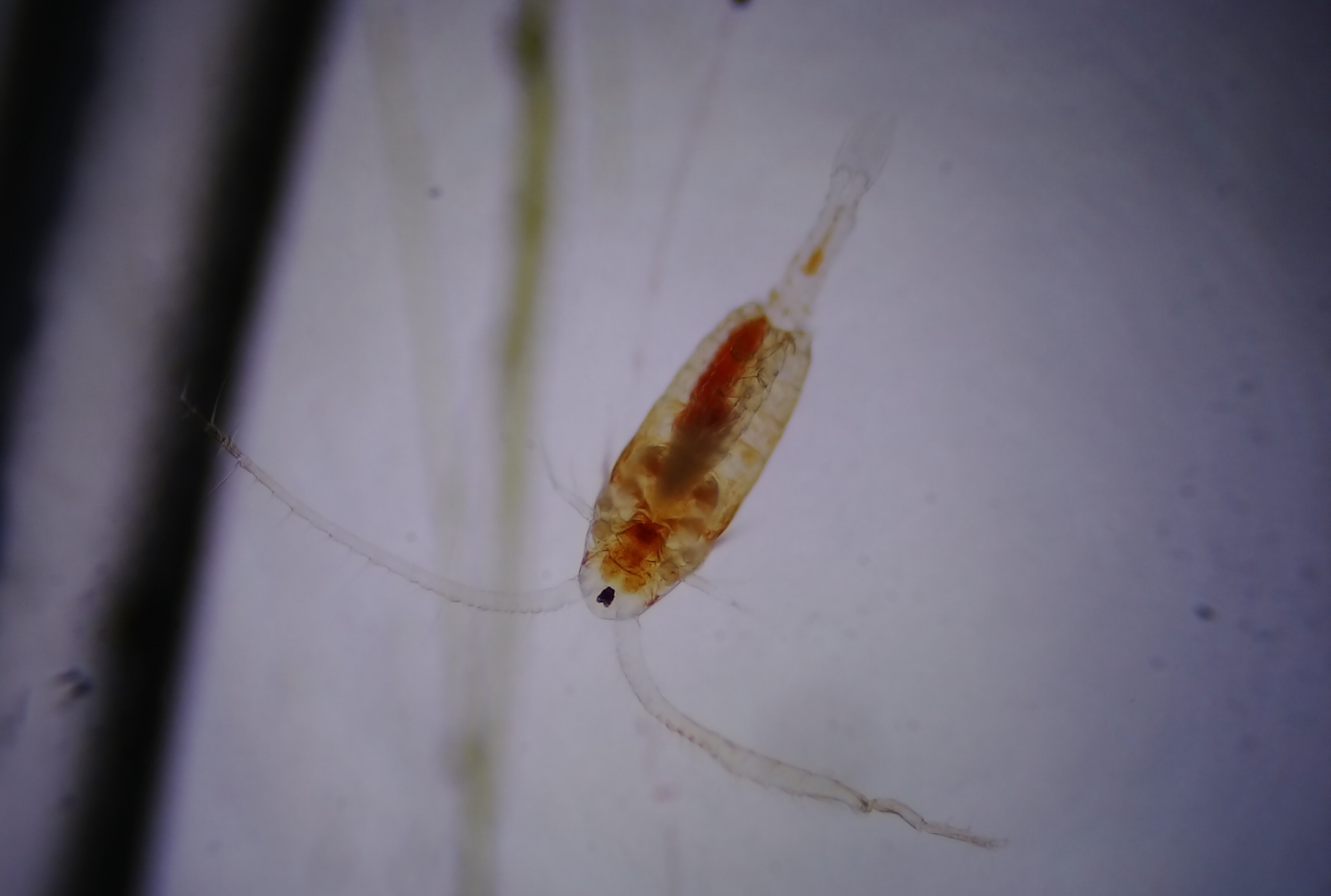 Calanoid copepods
