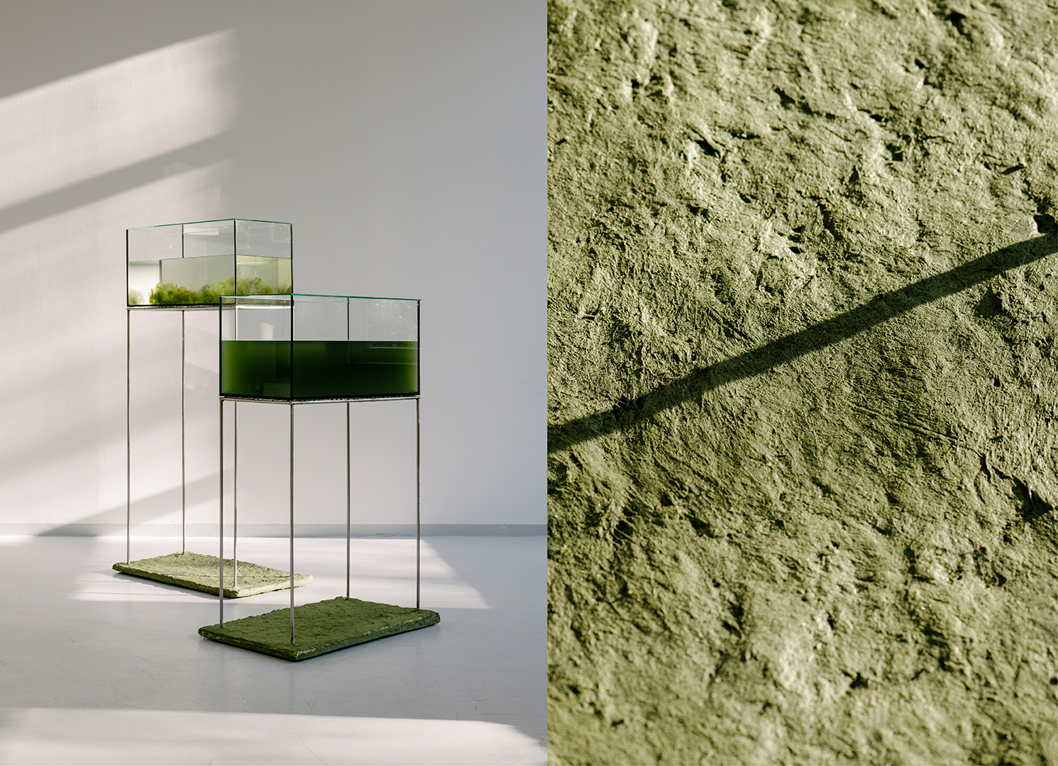 Algae as Building Blocks