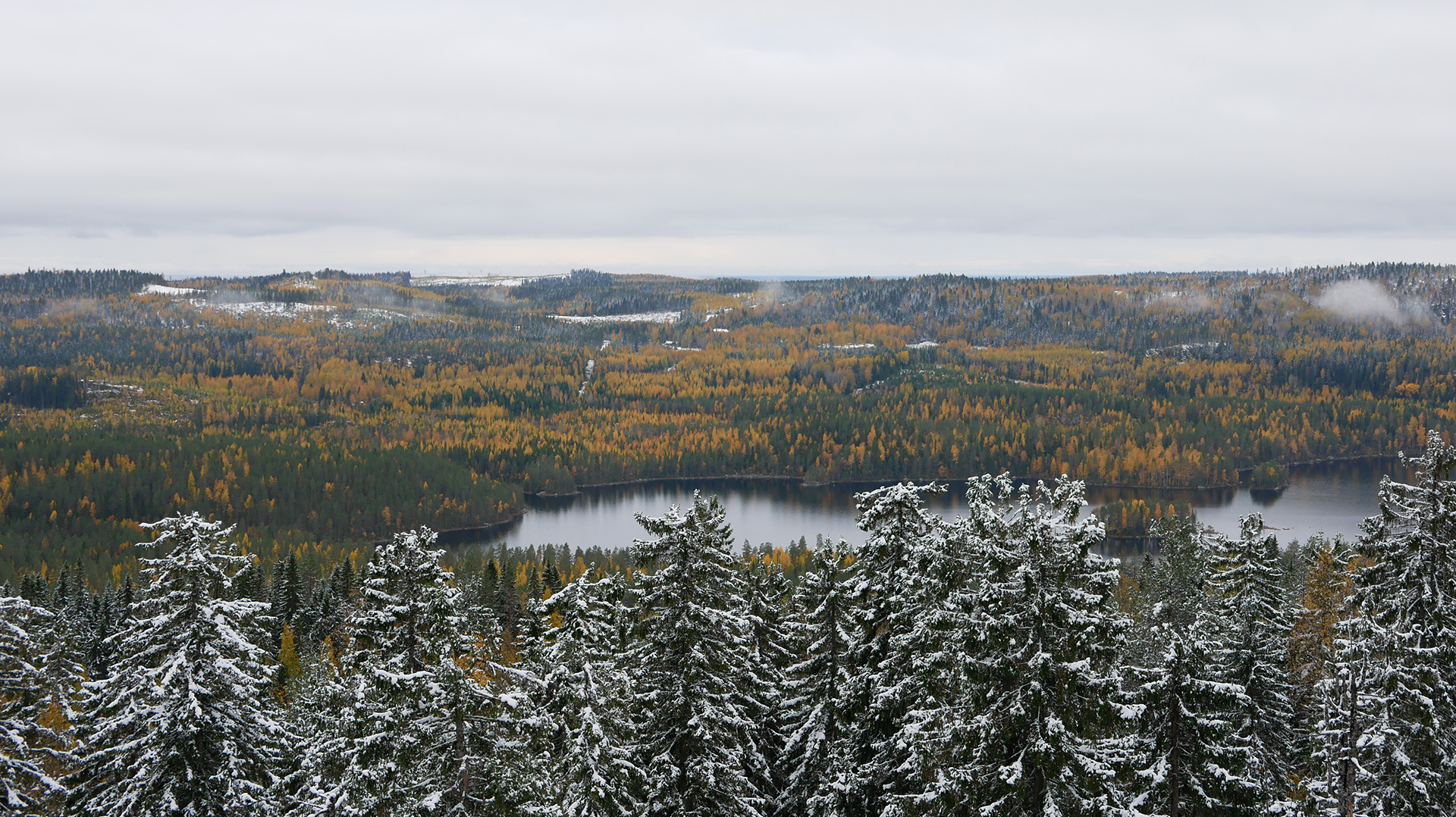 Forest landscape is often affected by the humans