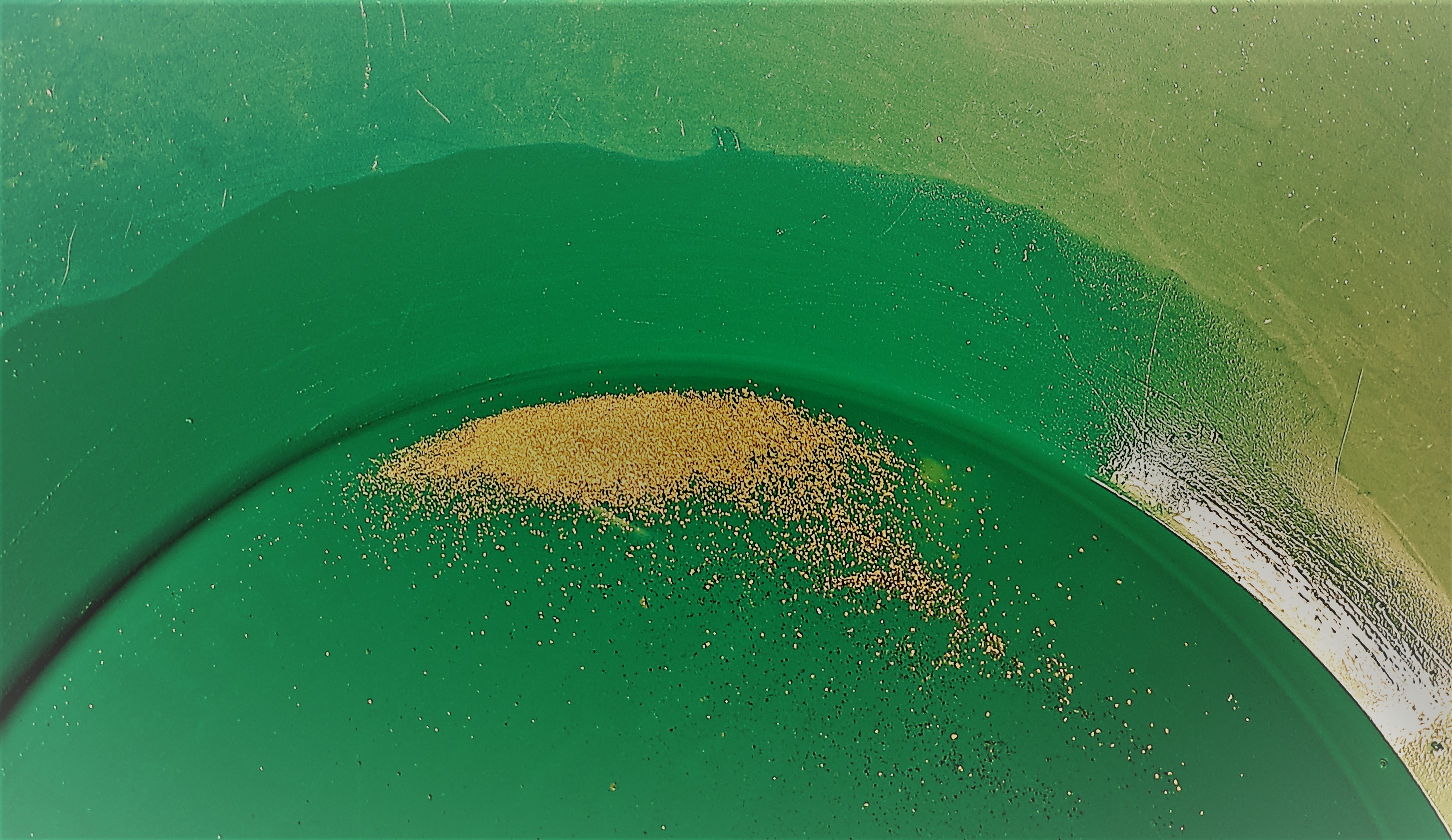 Dutch gold