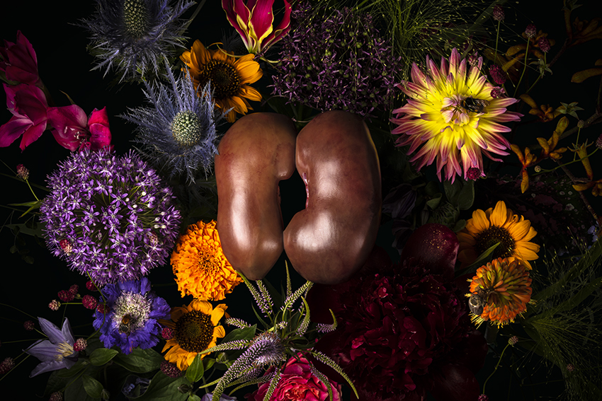 Kidneys