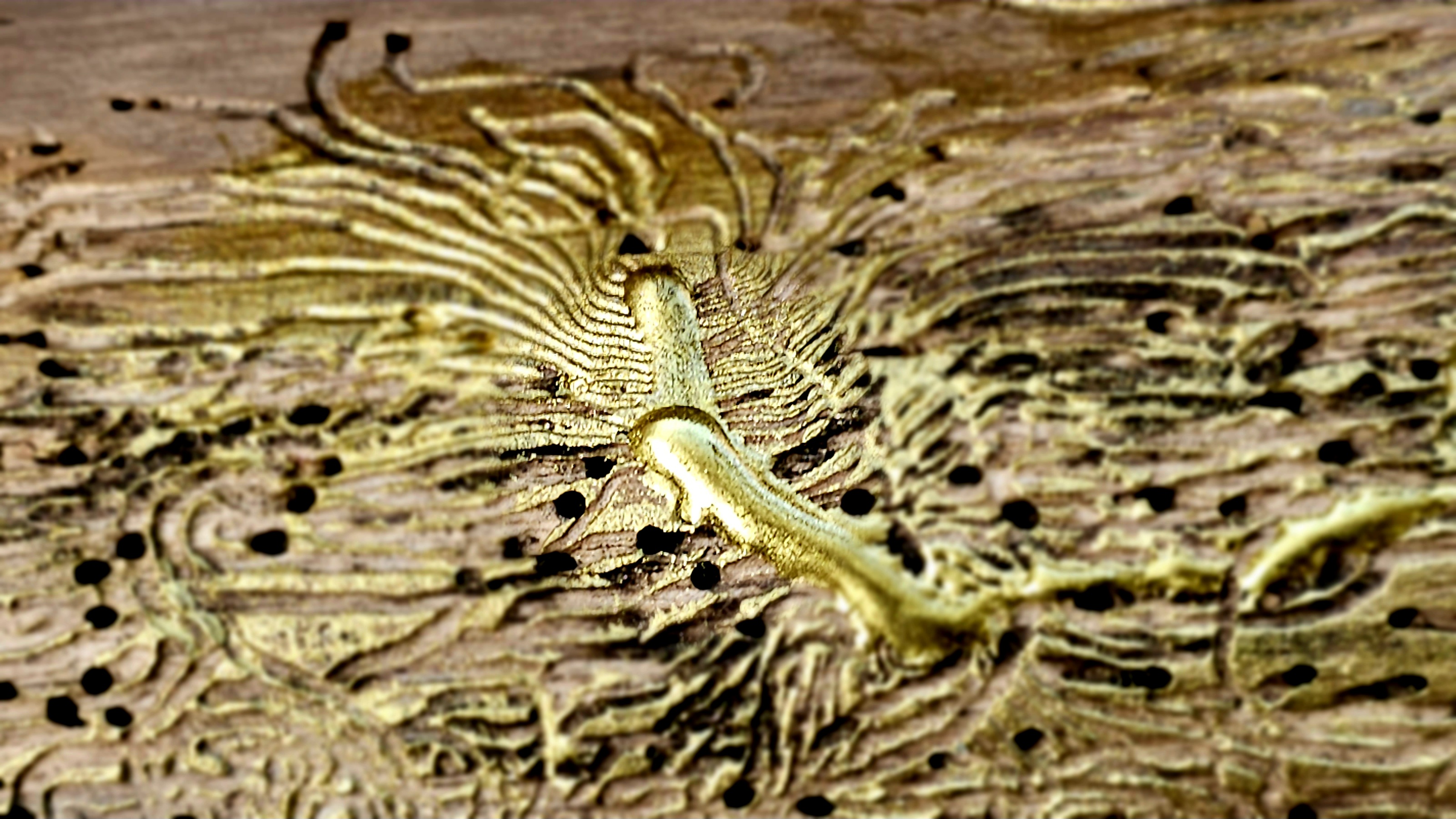 Typographus