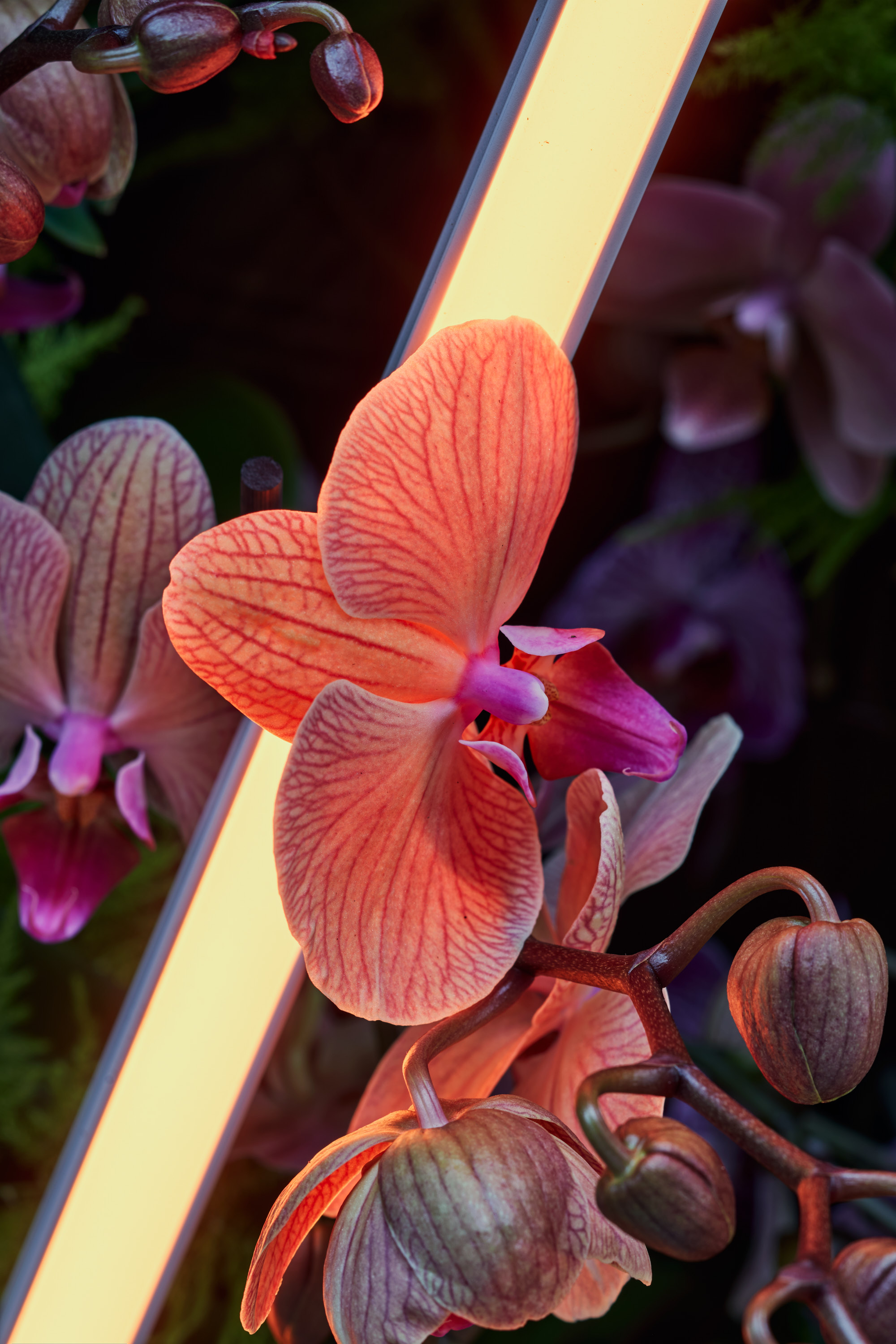 APTUM x Orchids Info