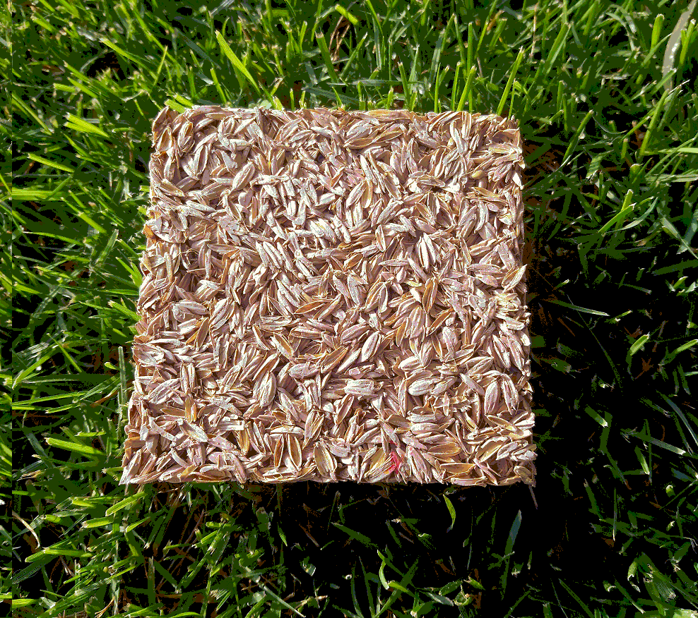 Rice husk insulating panel