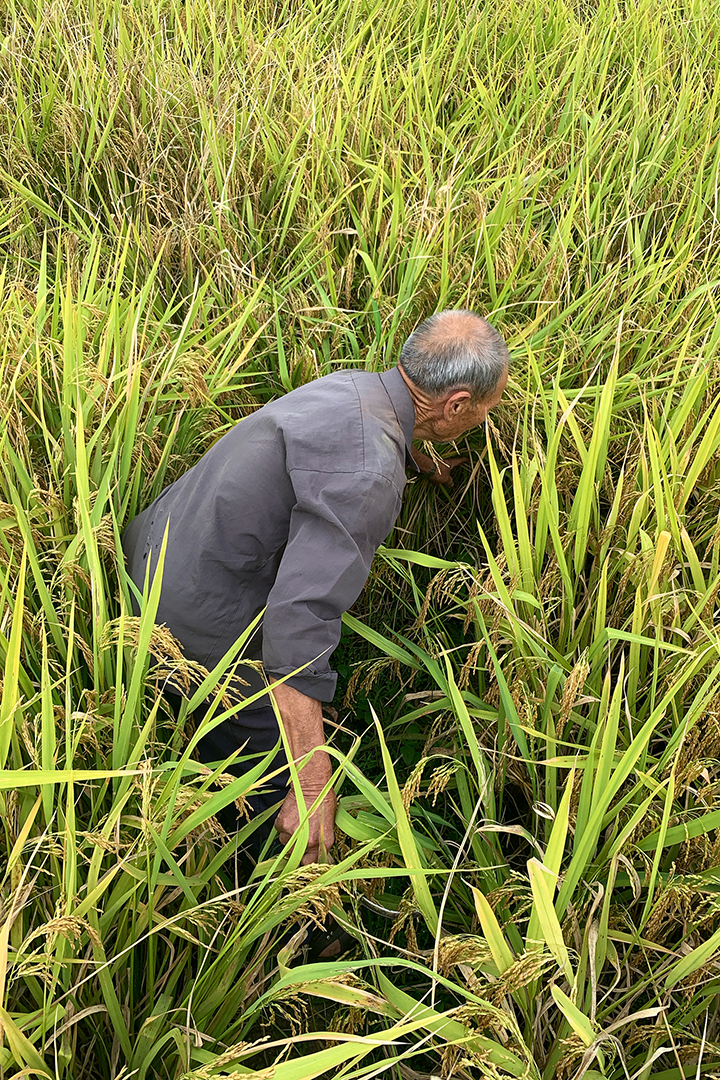 Grandfather and I harvest paddy rice