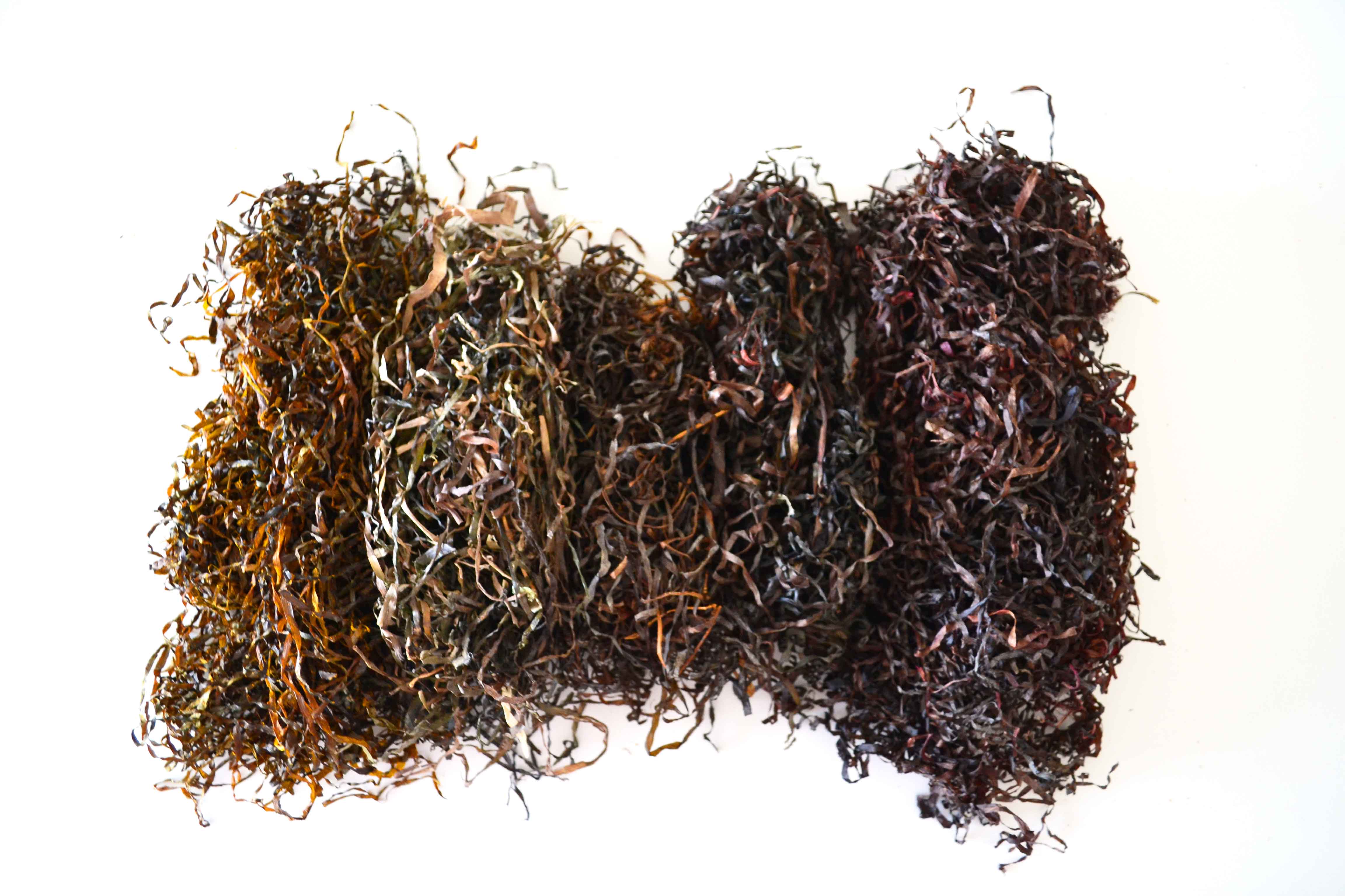 Eelgrass Dye Tests
