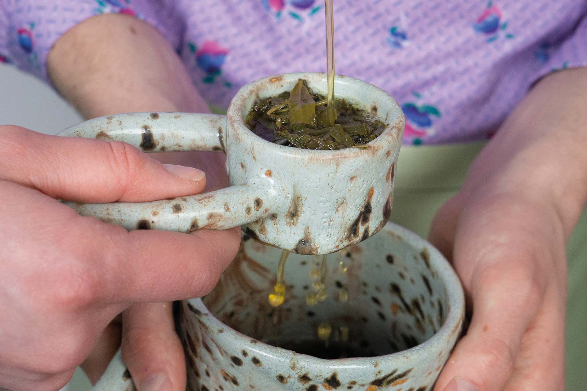 brewing tea, environment for yeasts and bacteria