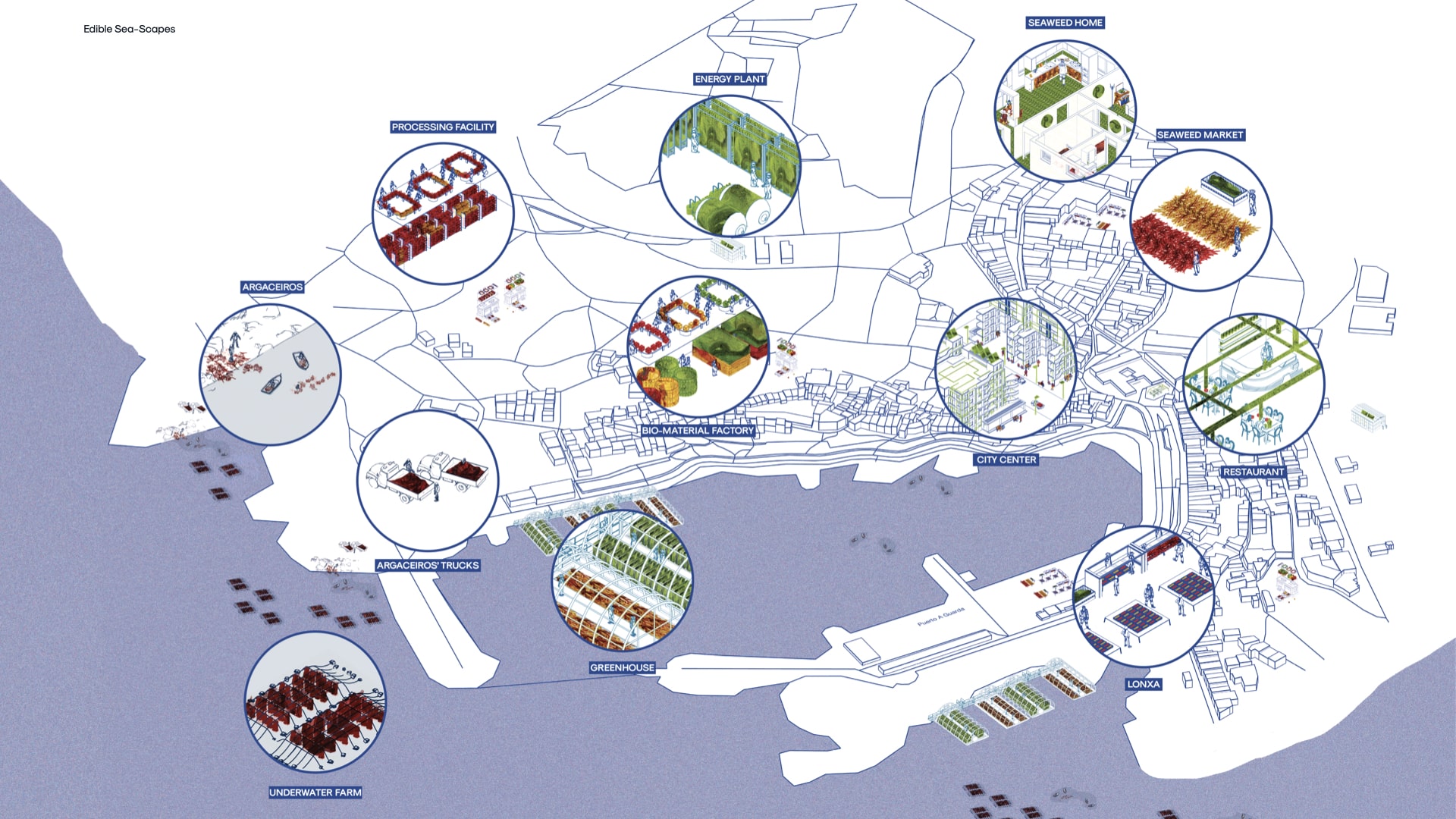 The future of A Guarda's seaweed culture