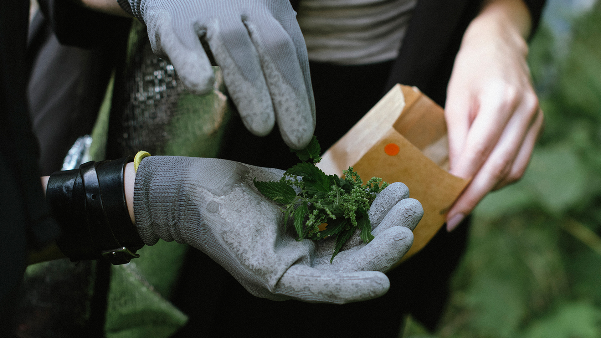 Collecting nettle seeds in Naujininkai (Vilnius)