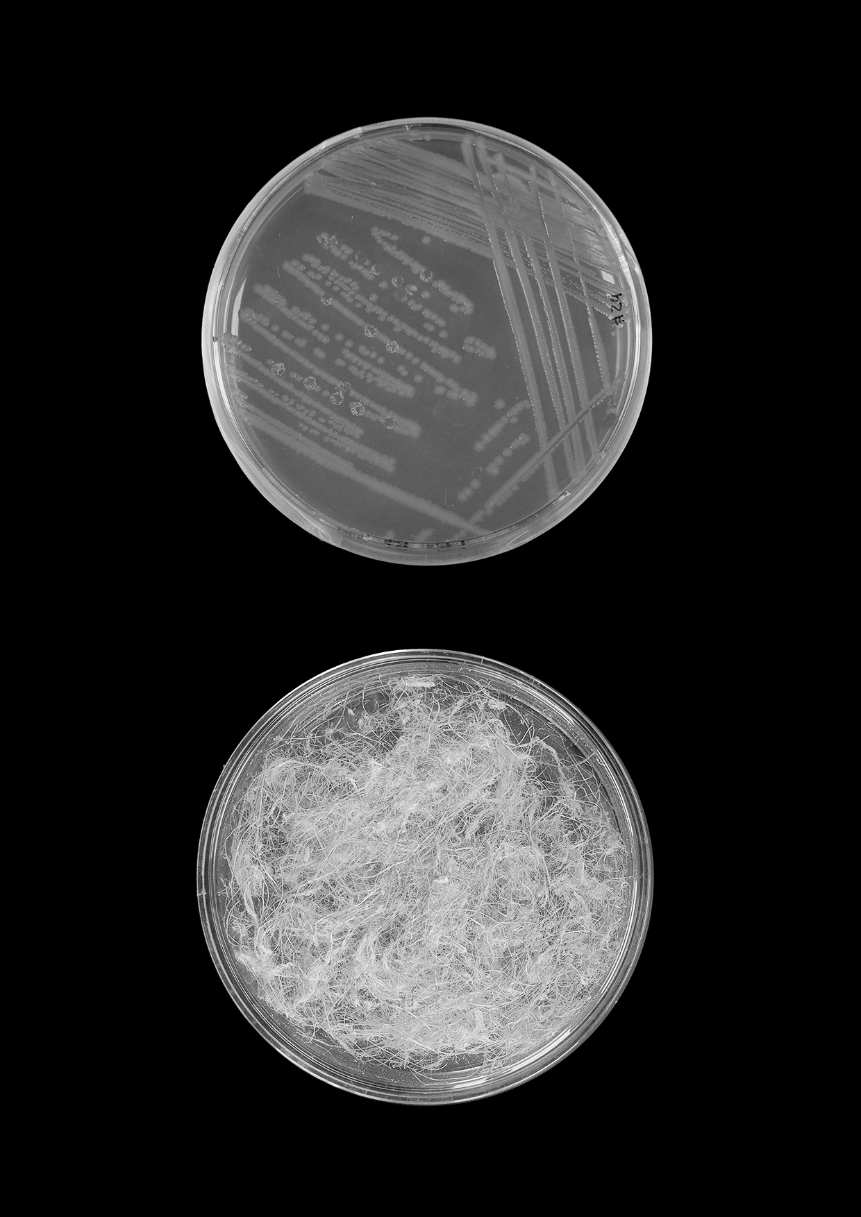 Bacterial enzymes and raw sunflower fibre