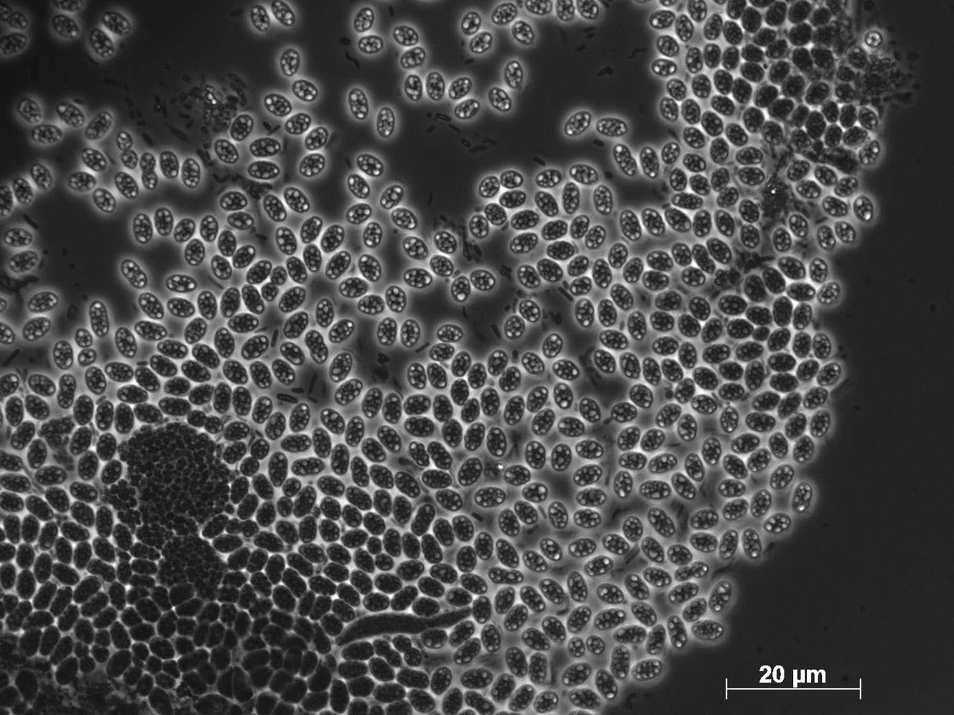 bacteria creating polymers