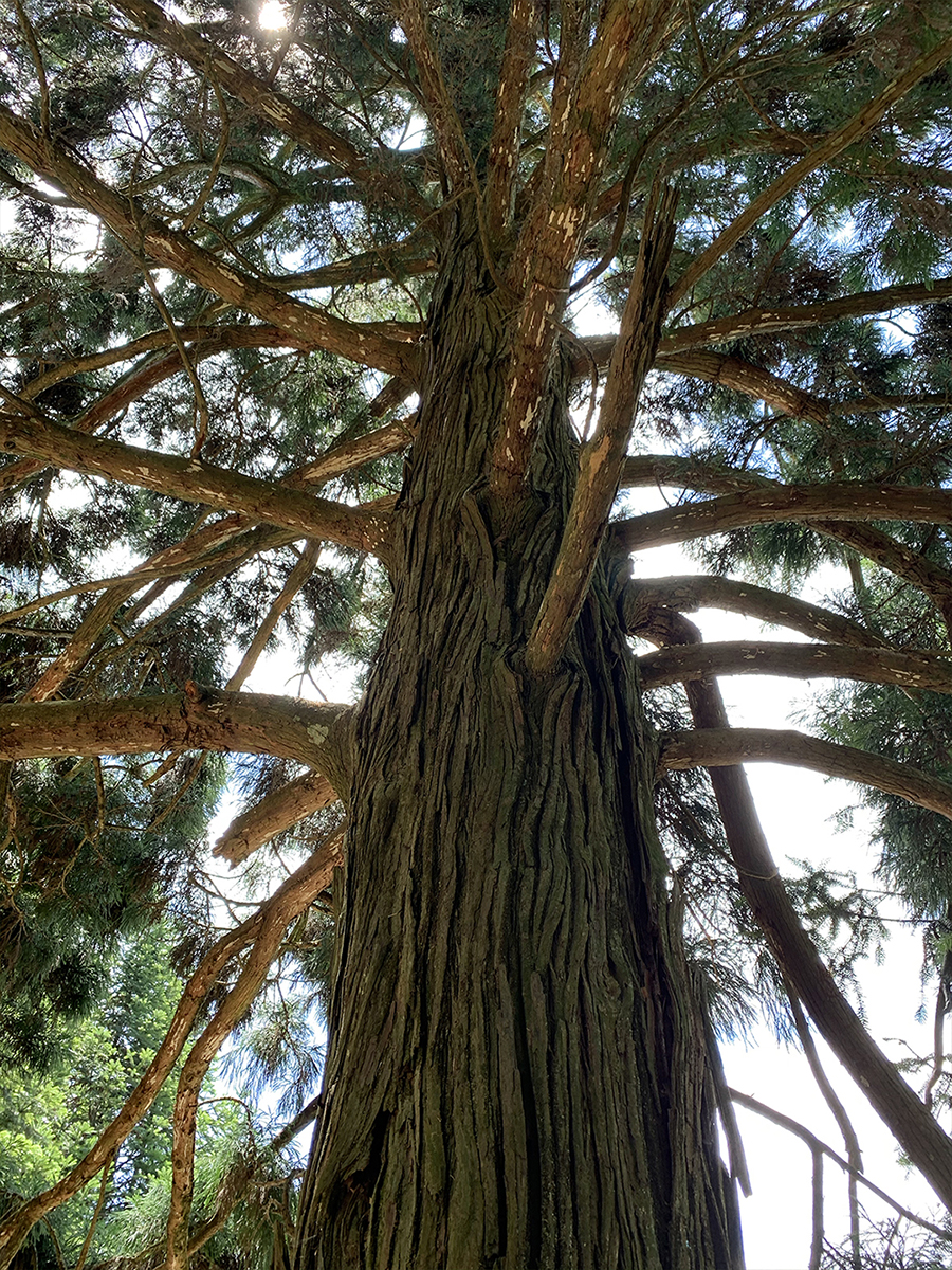 The tree god on top of mountain