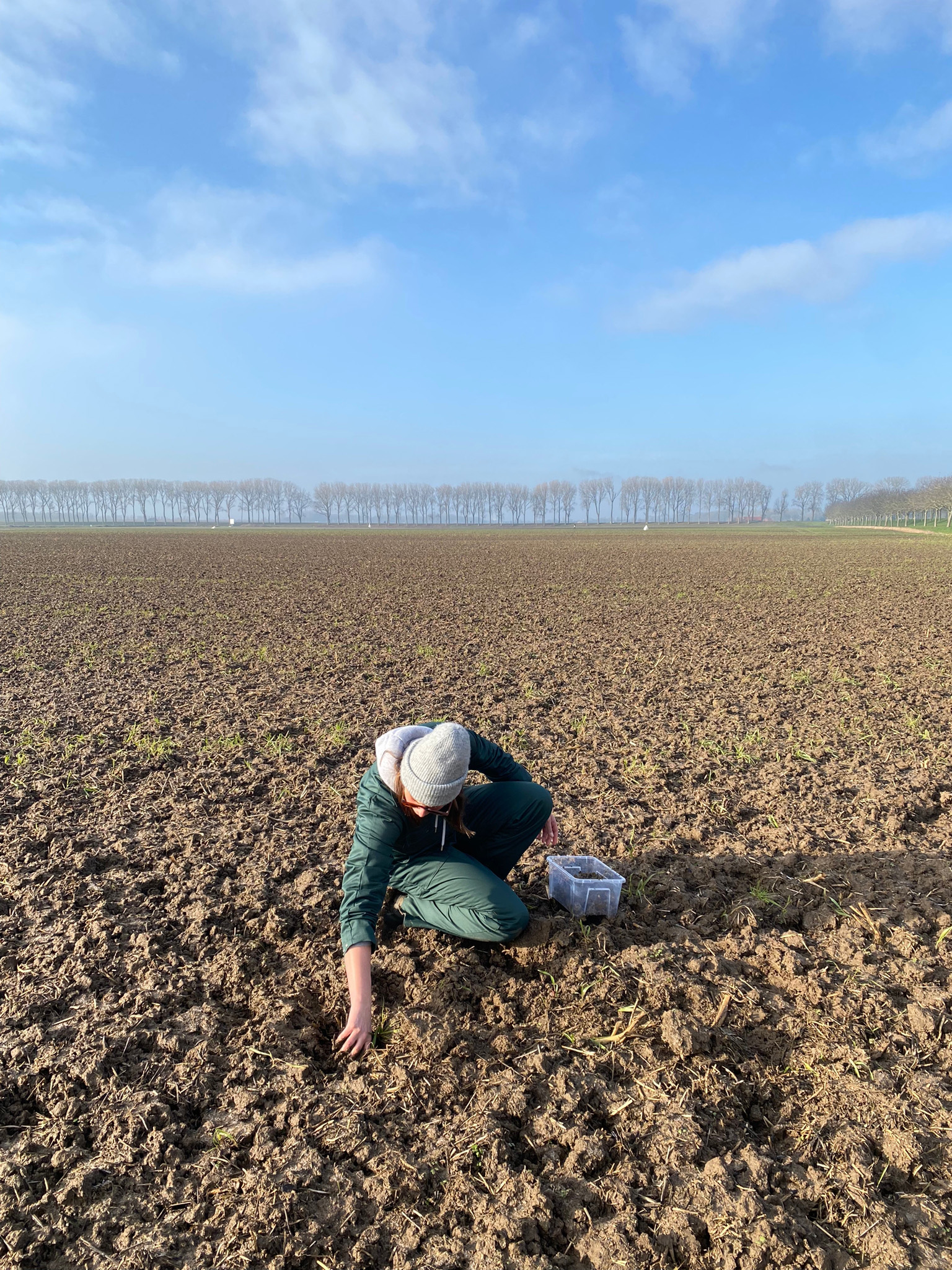 Clay harvest