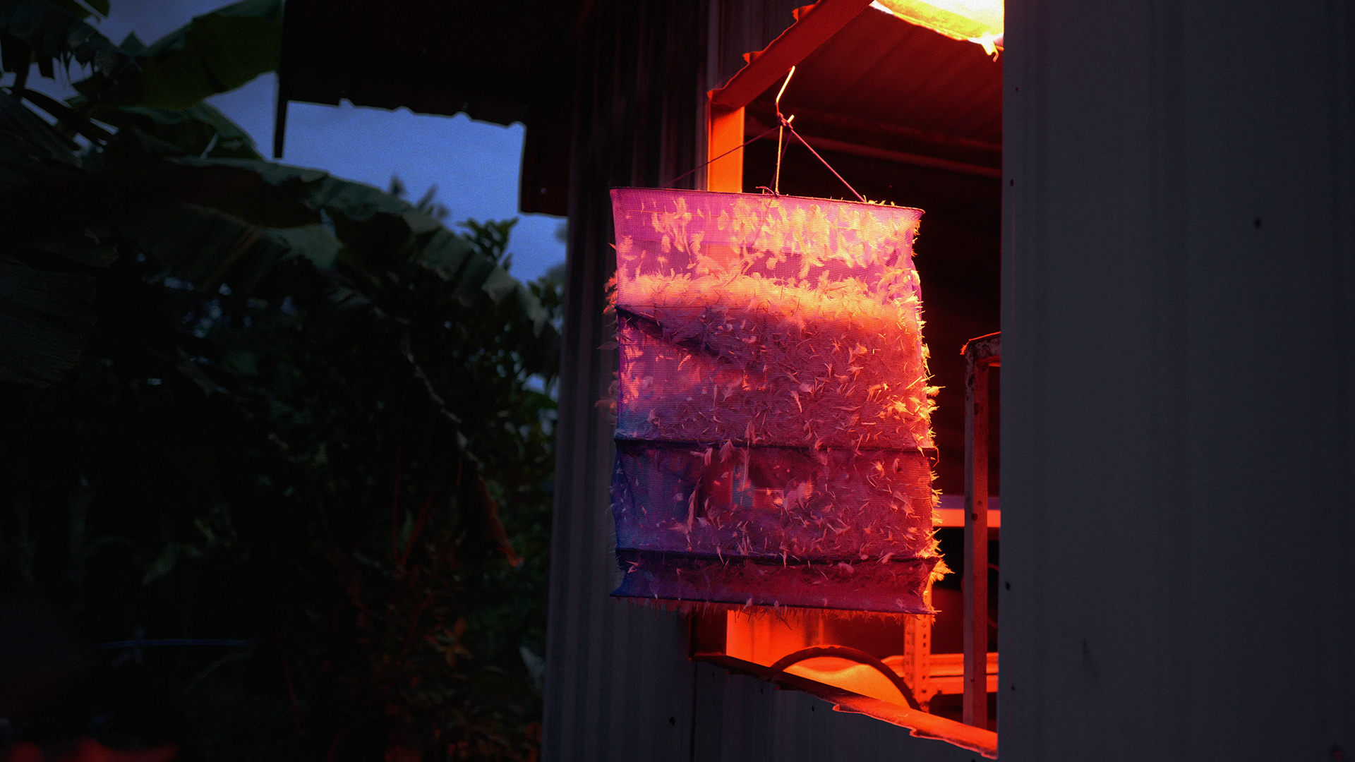 Air-drying process of waste chicken feathers