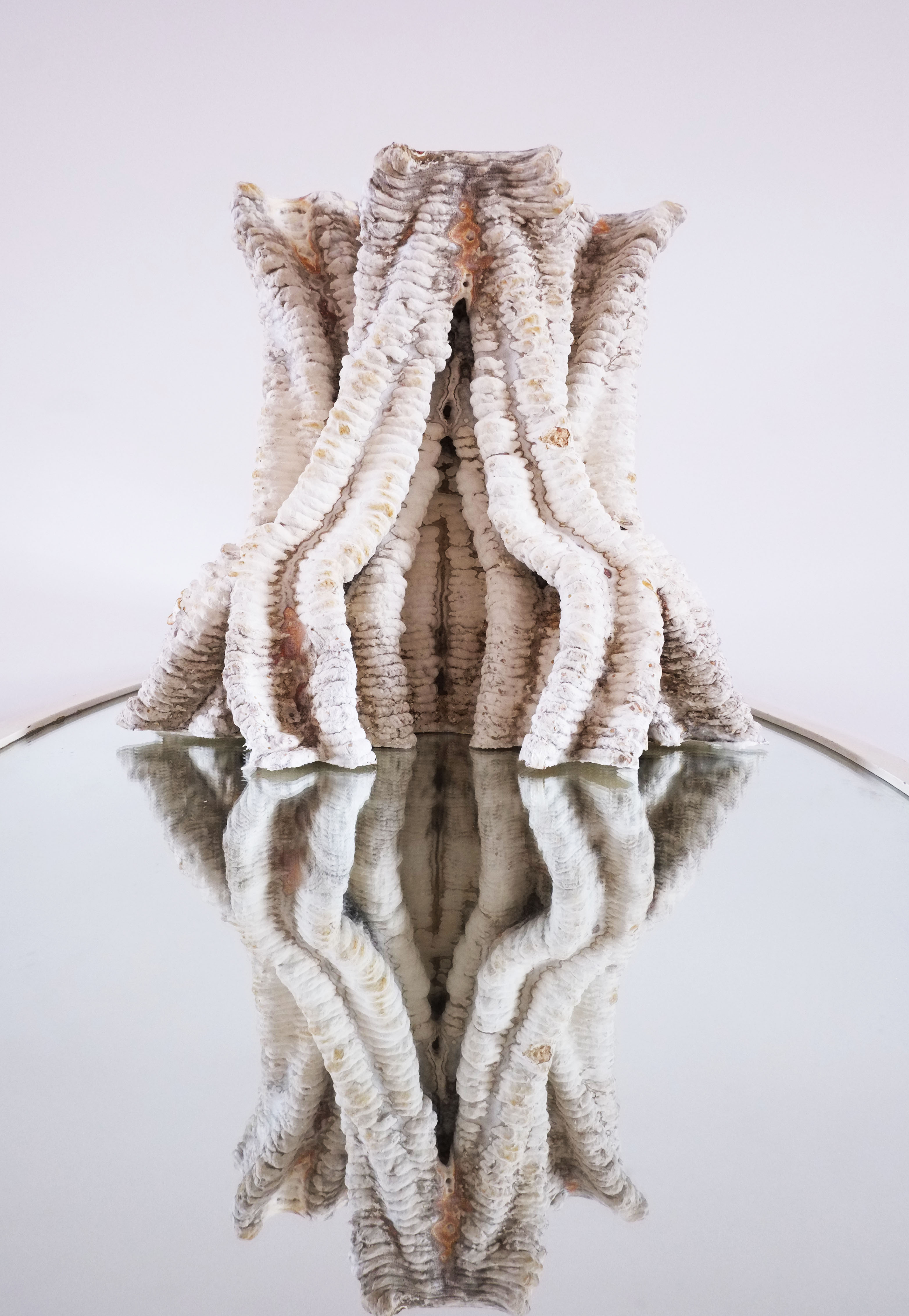 Accasia table leg