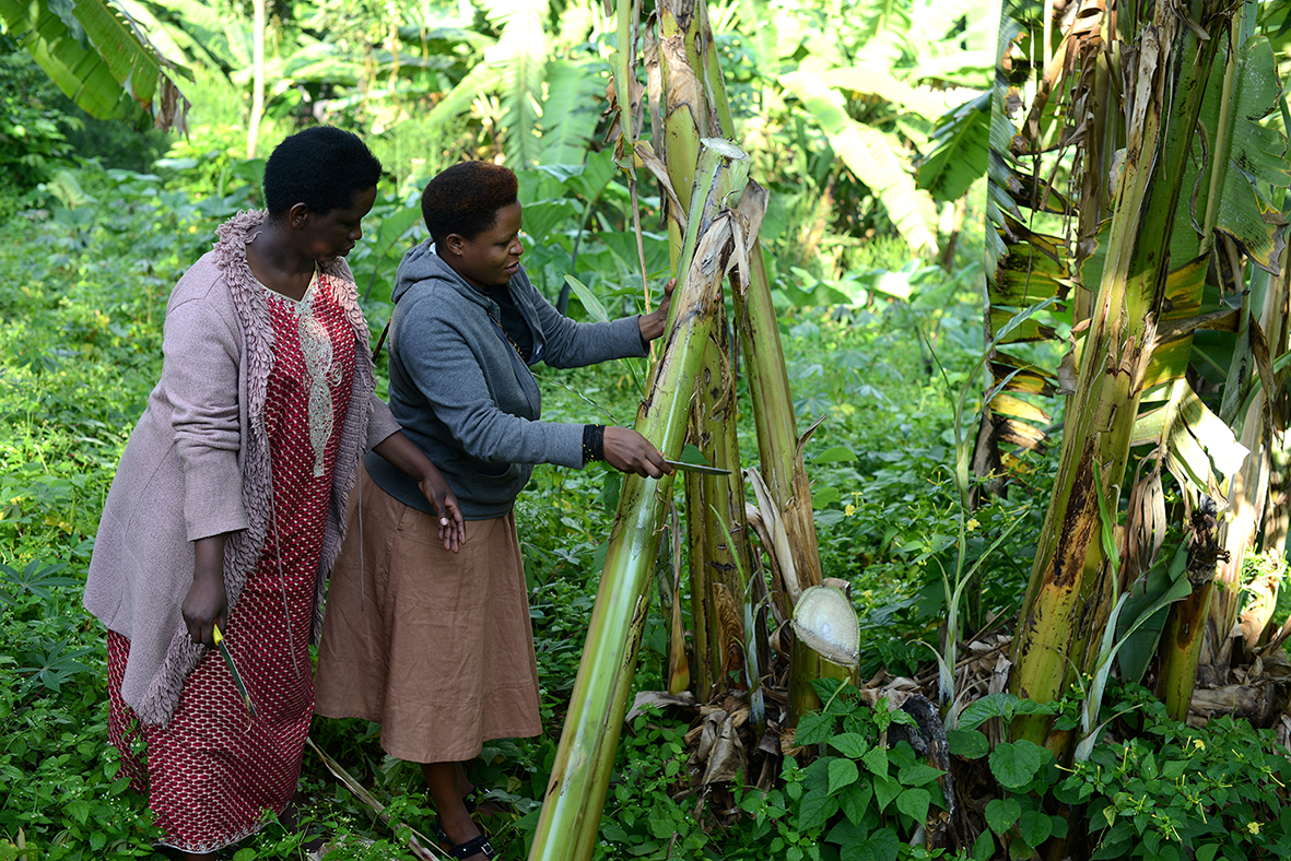 Harvesting banana plants - Ambara