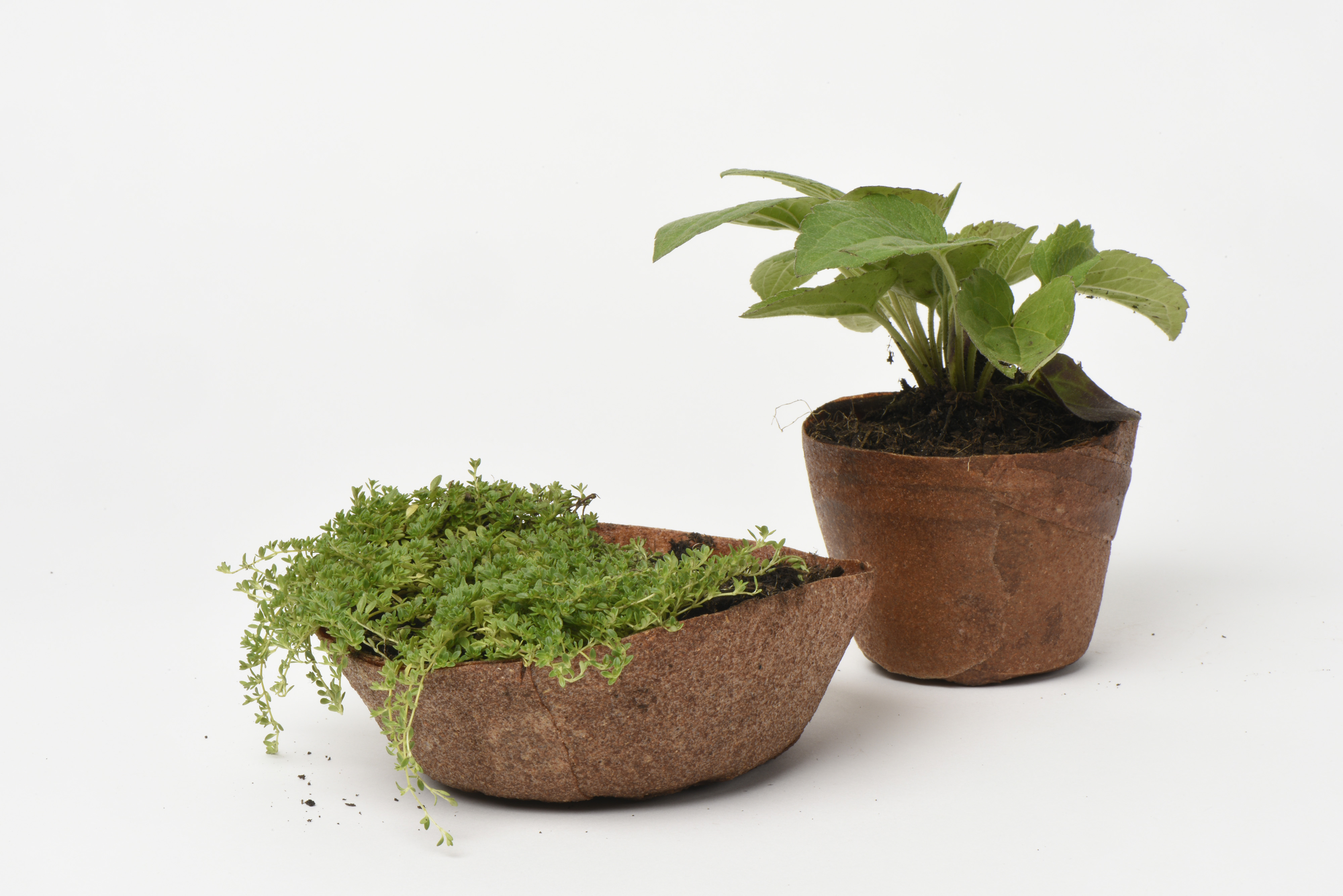 Apple pomace plant pot
