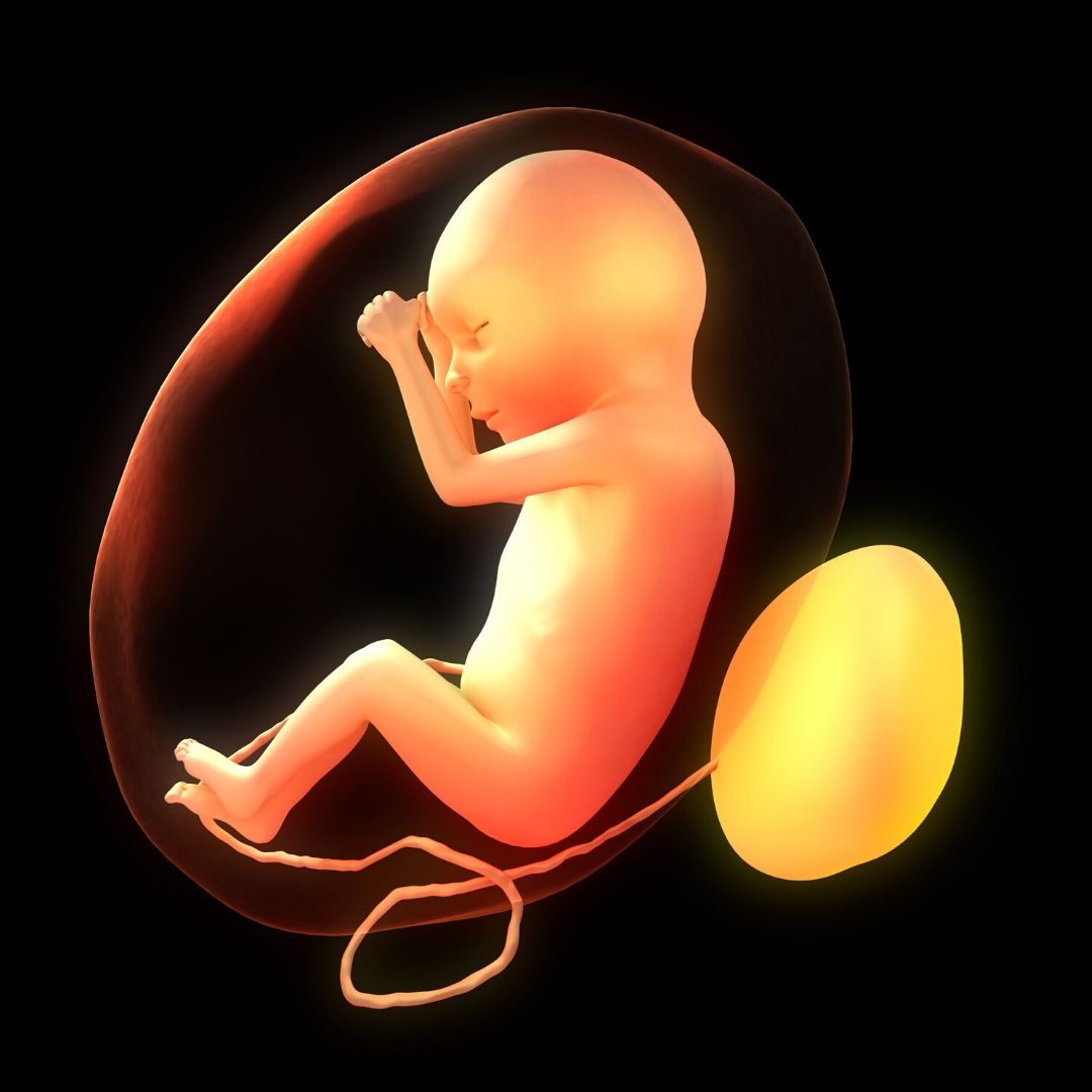 Artificial womb simulates mothers womb