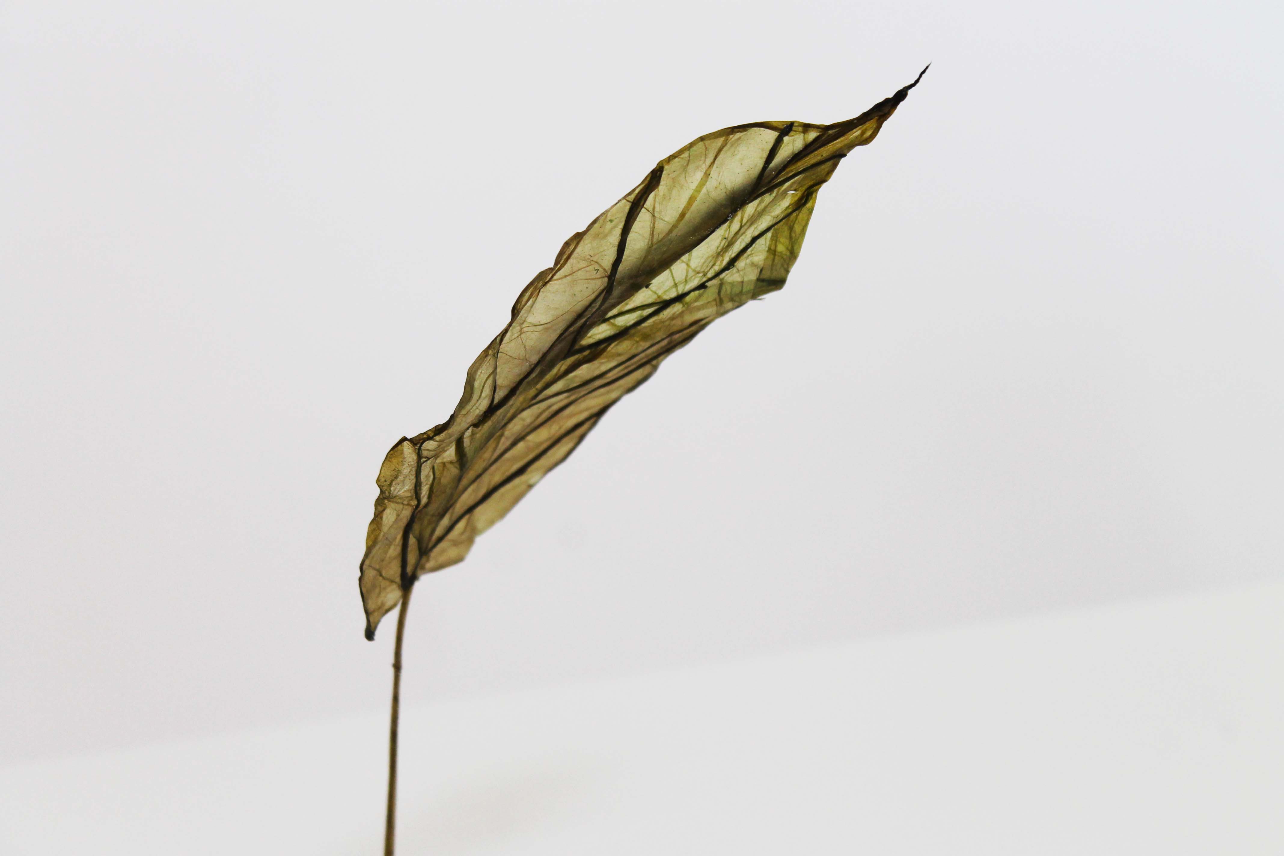 Philia, Bio-plant by Atelier LVDW
