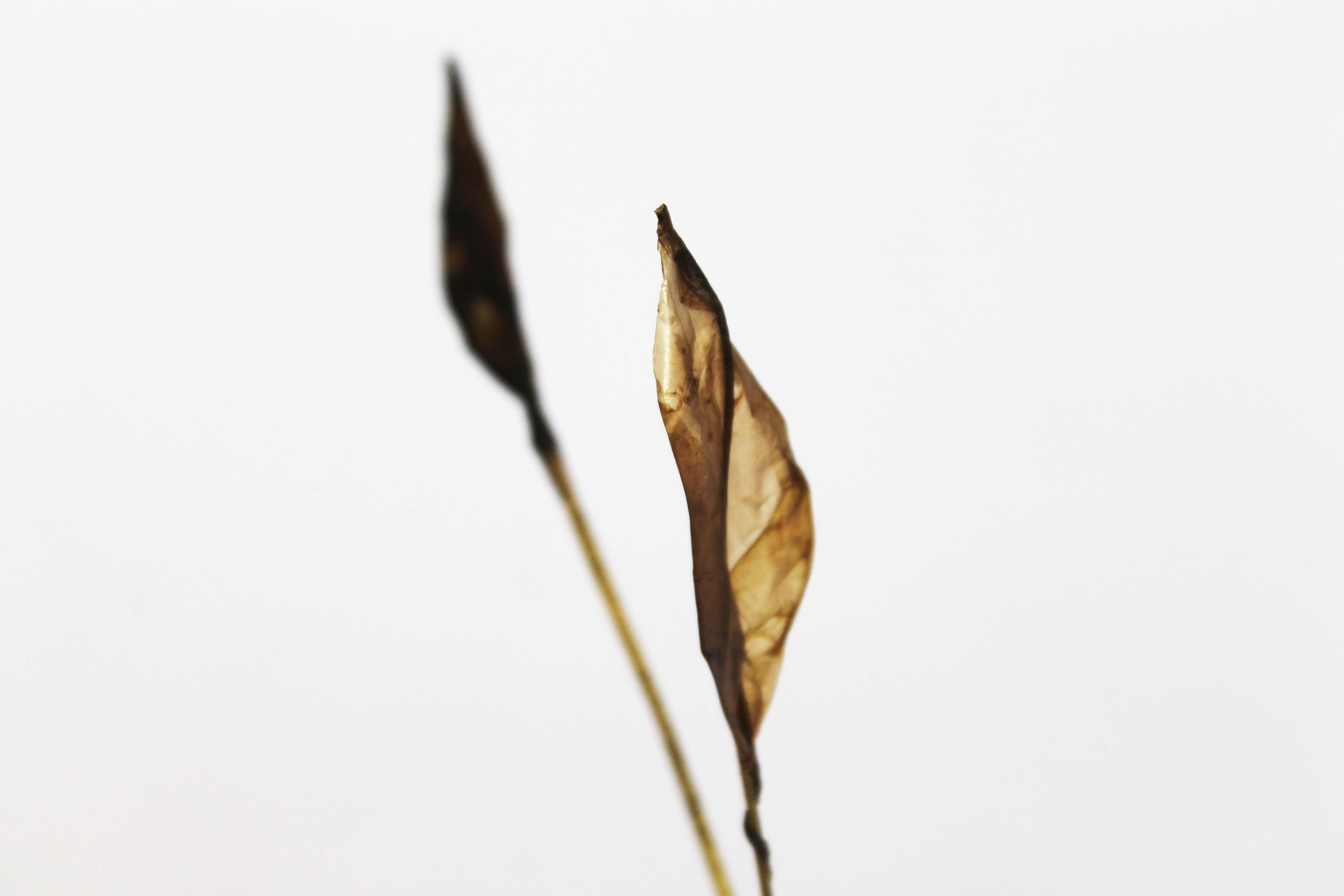 Philia, Bio-plant by Atelier LVDW
