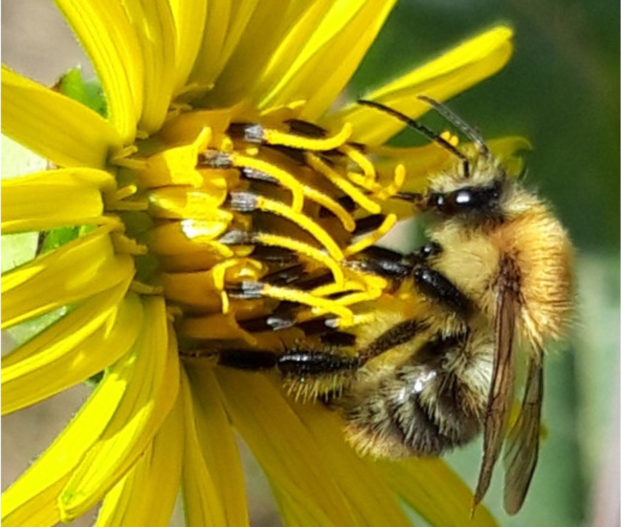 Silphium Perforliatum, the bee friendly fibrecrop