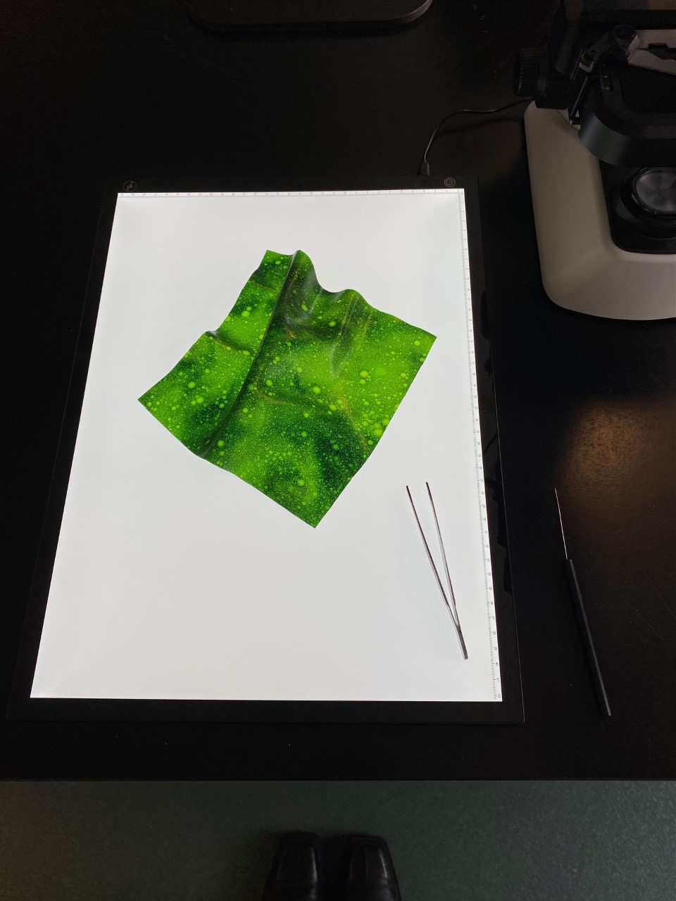 Bio plastic