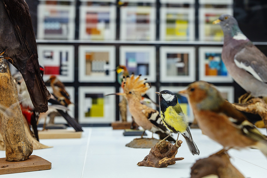 BLOCBIRDS installation