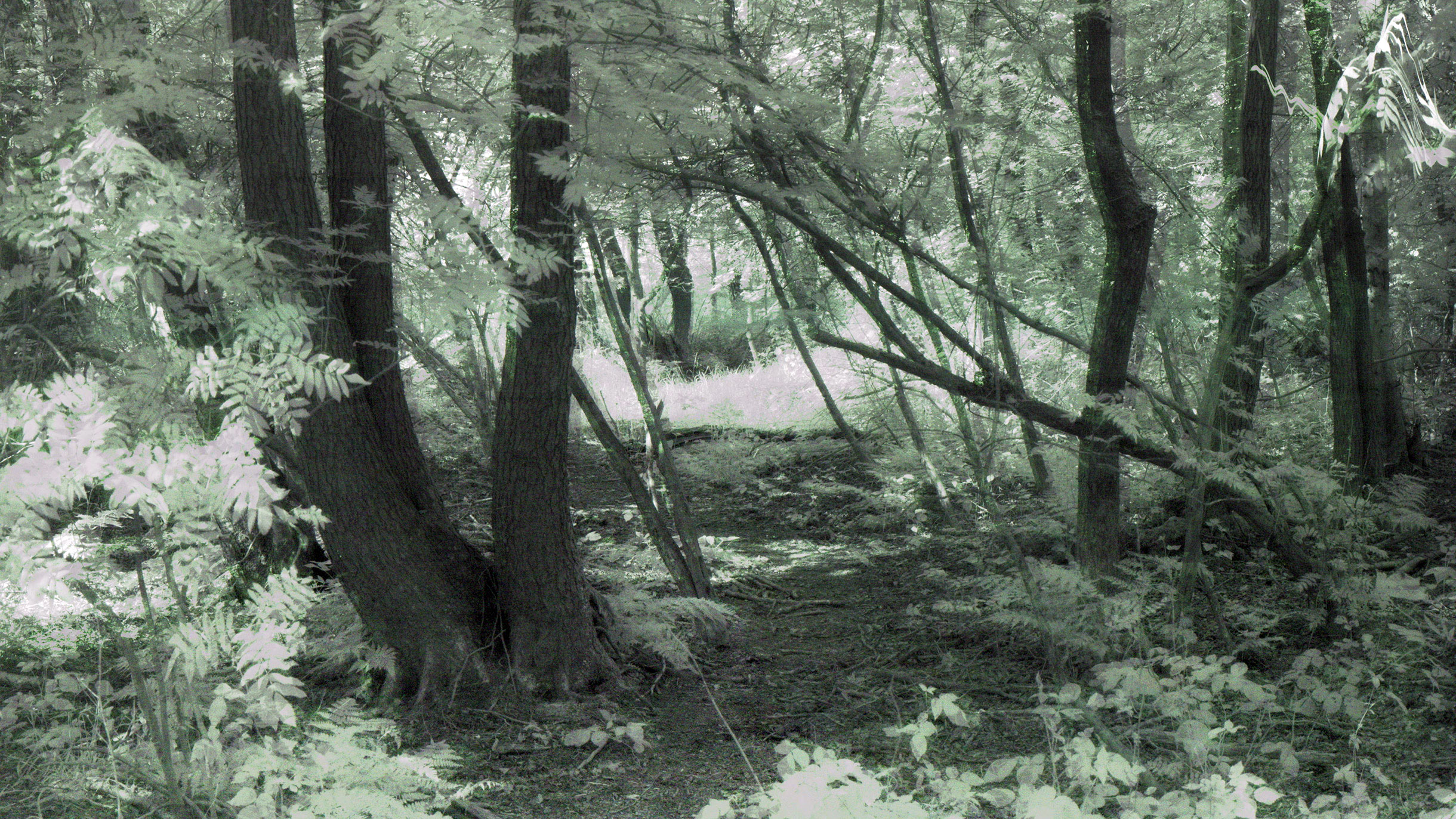 Scan-cam small forest, Annabos Uden, Peelrandbreuk