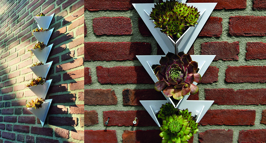 Cactus facade element with Semper viva