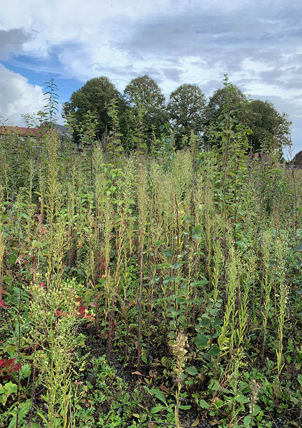 Canadian fleabane