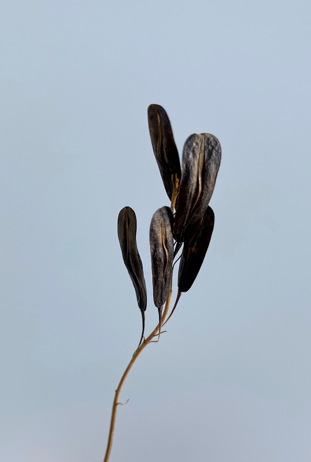 Isatis tinctoria seed cluster