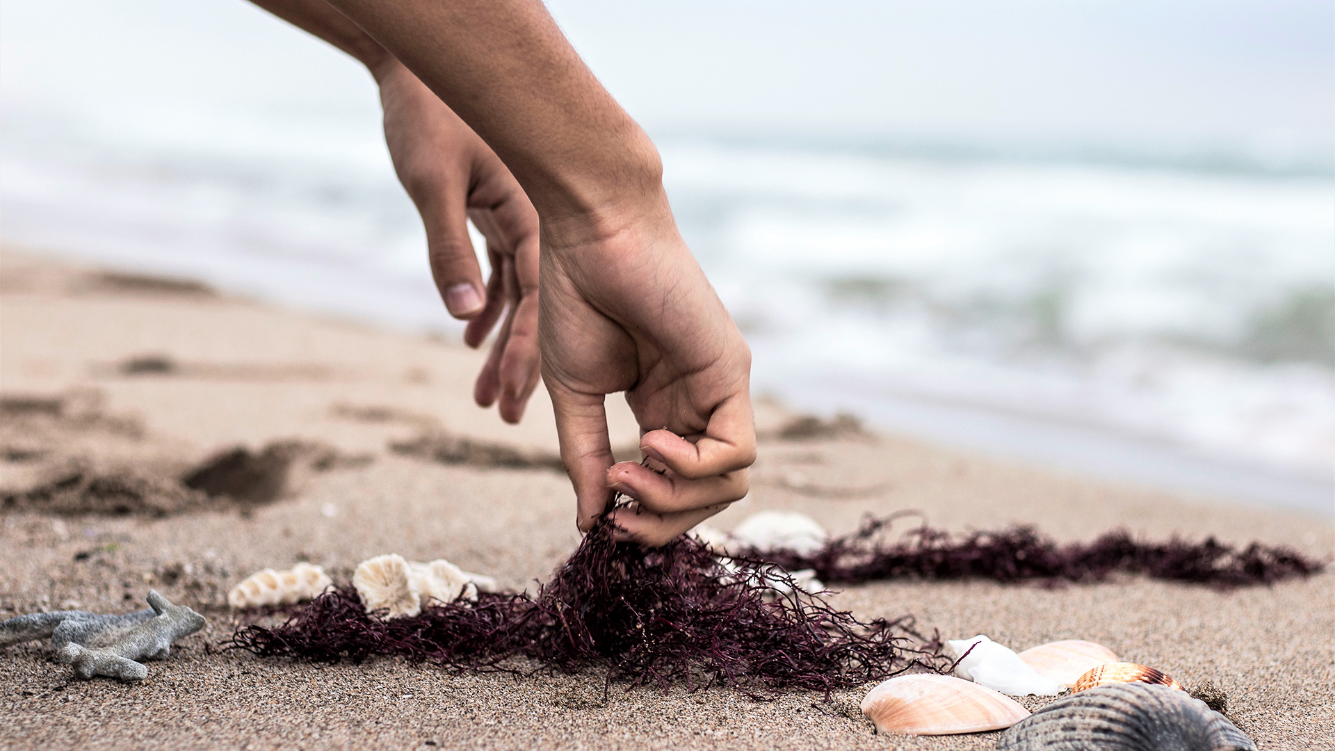 Red algae collecting