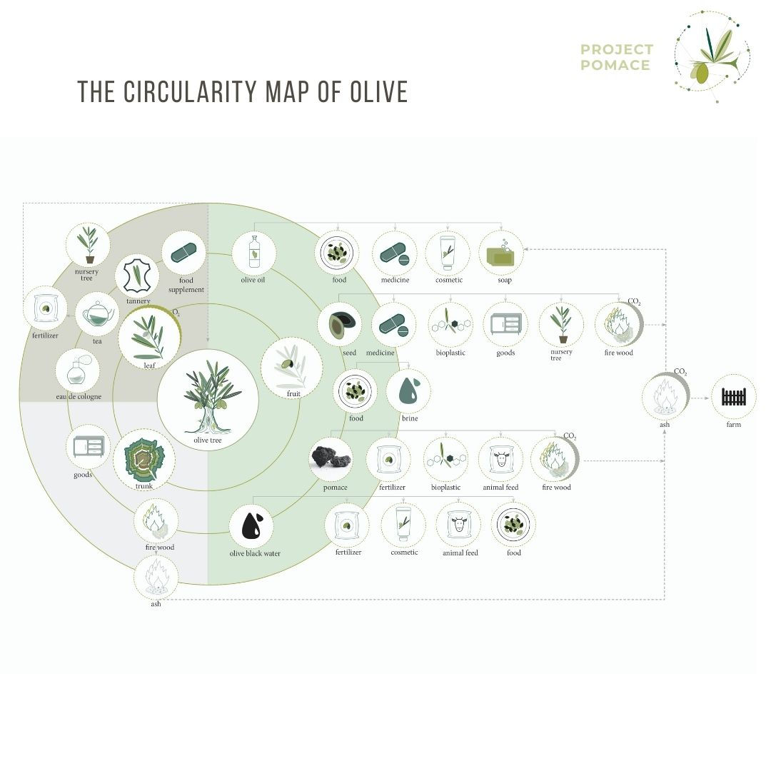The Olive Tree: Intrinsically Circular