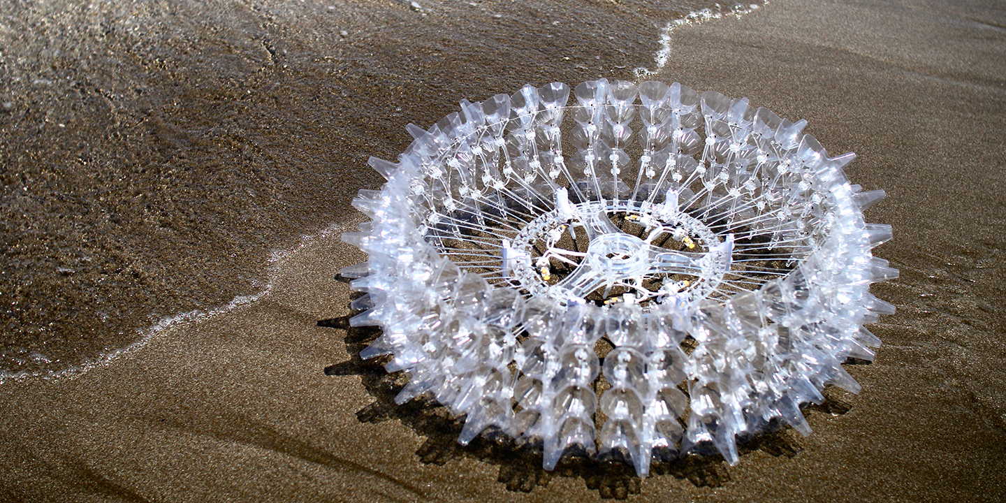 Echinoderms by WU Ming Hong