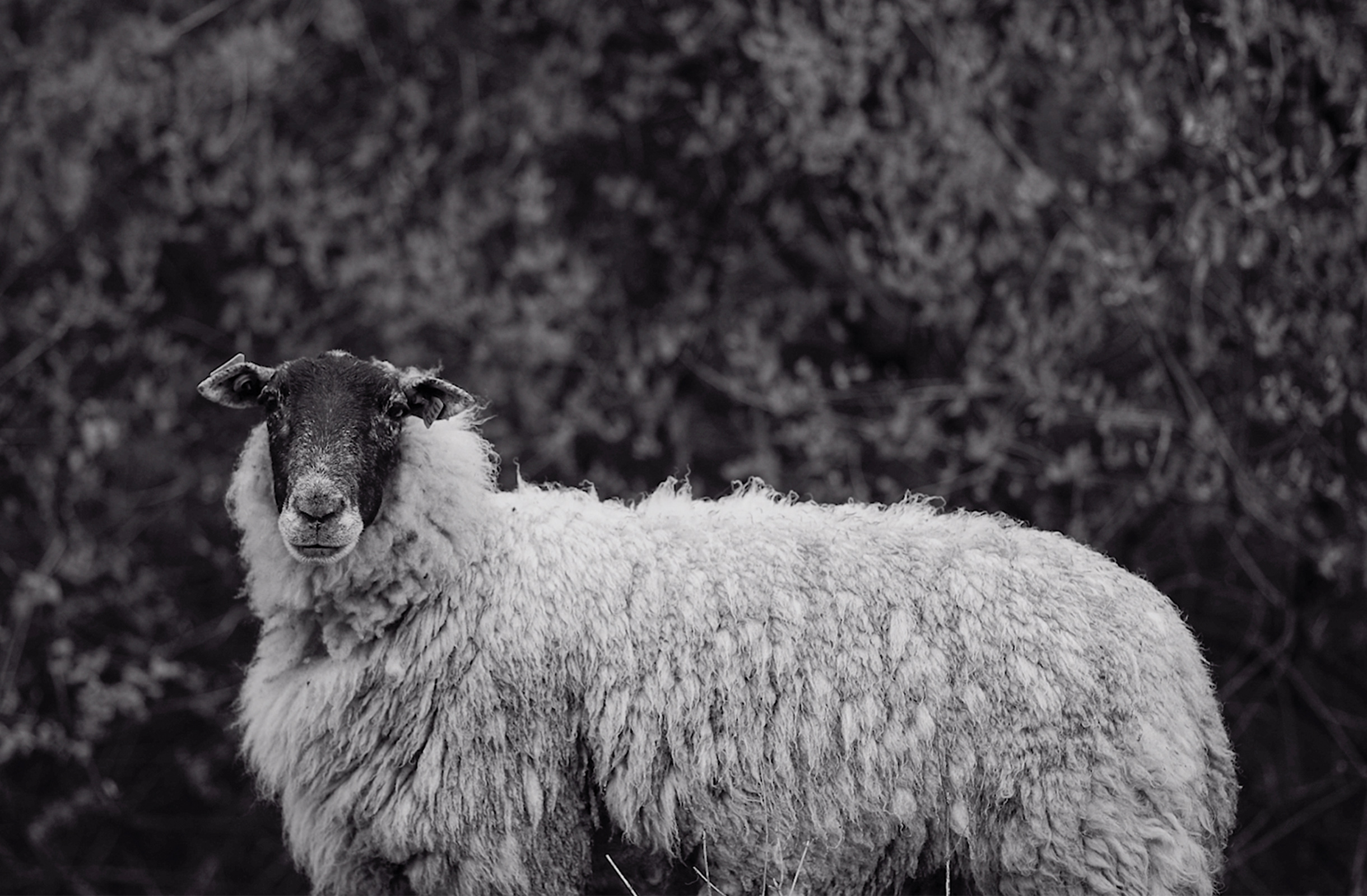 Native sheep from Lier