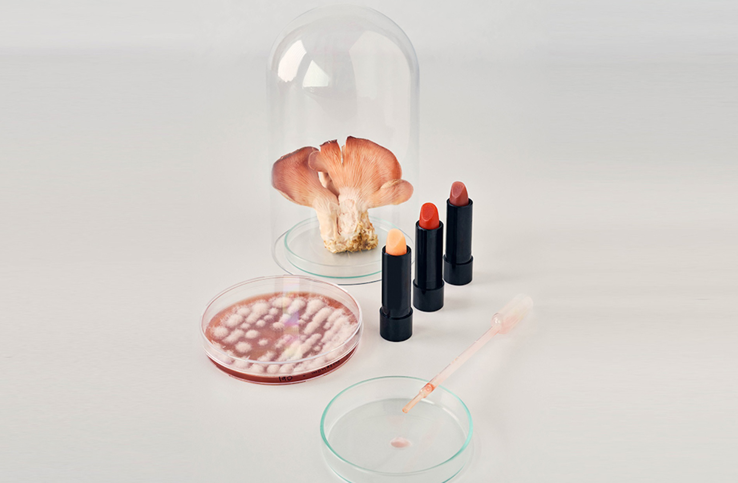 Lipsticks made with pigments extracted from fungi