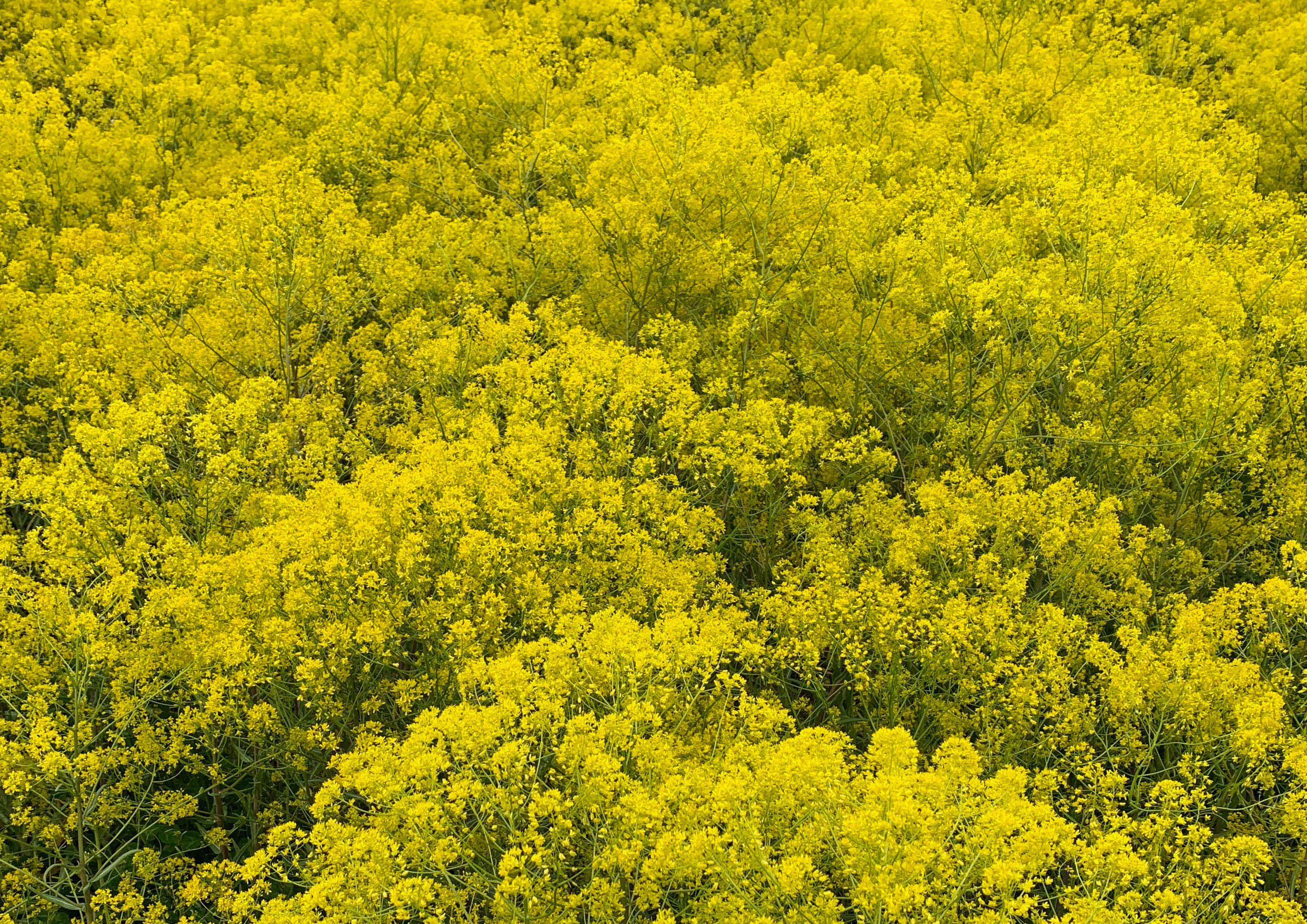 wede veld in Fryslân | woad field in Friesland