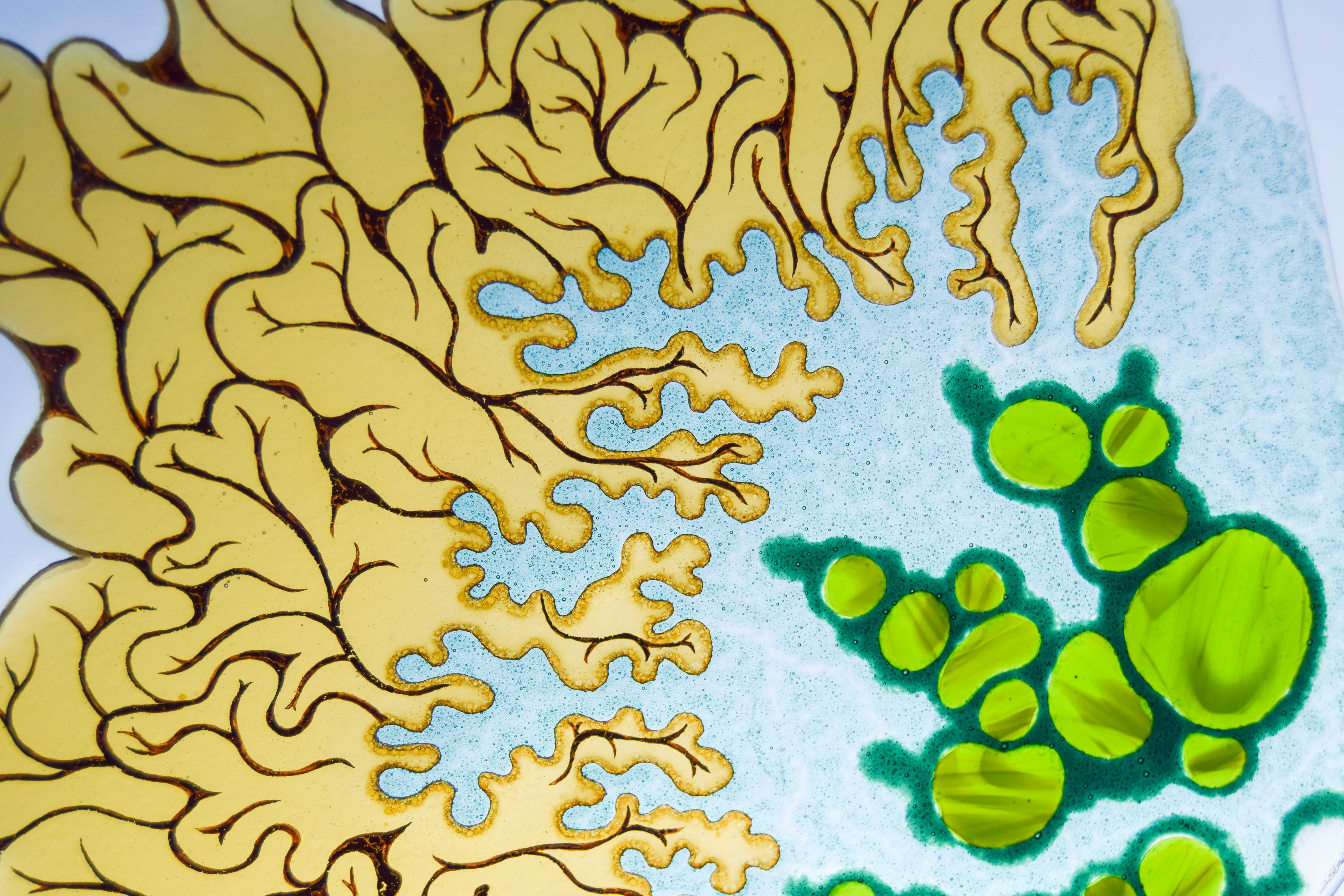 Close up Symbiosis
