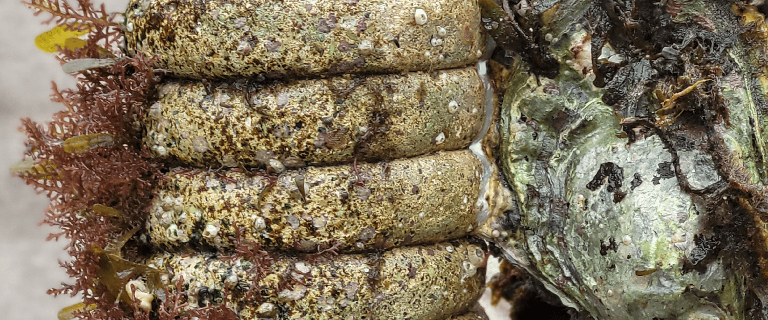 One of our formula samples tested in the ocean