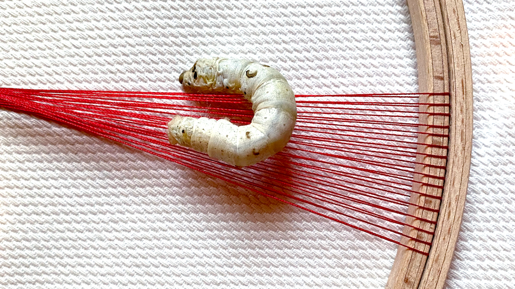 Silkworm in 5th larval stage on 2D structure