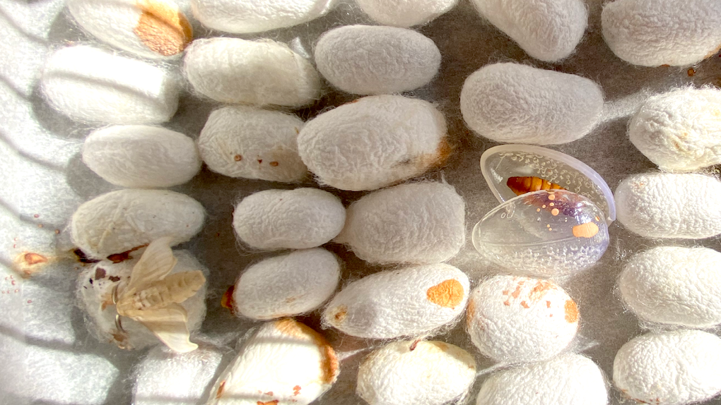 Pupae in 3D printed cocoon &amp; natural cocoons